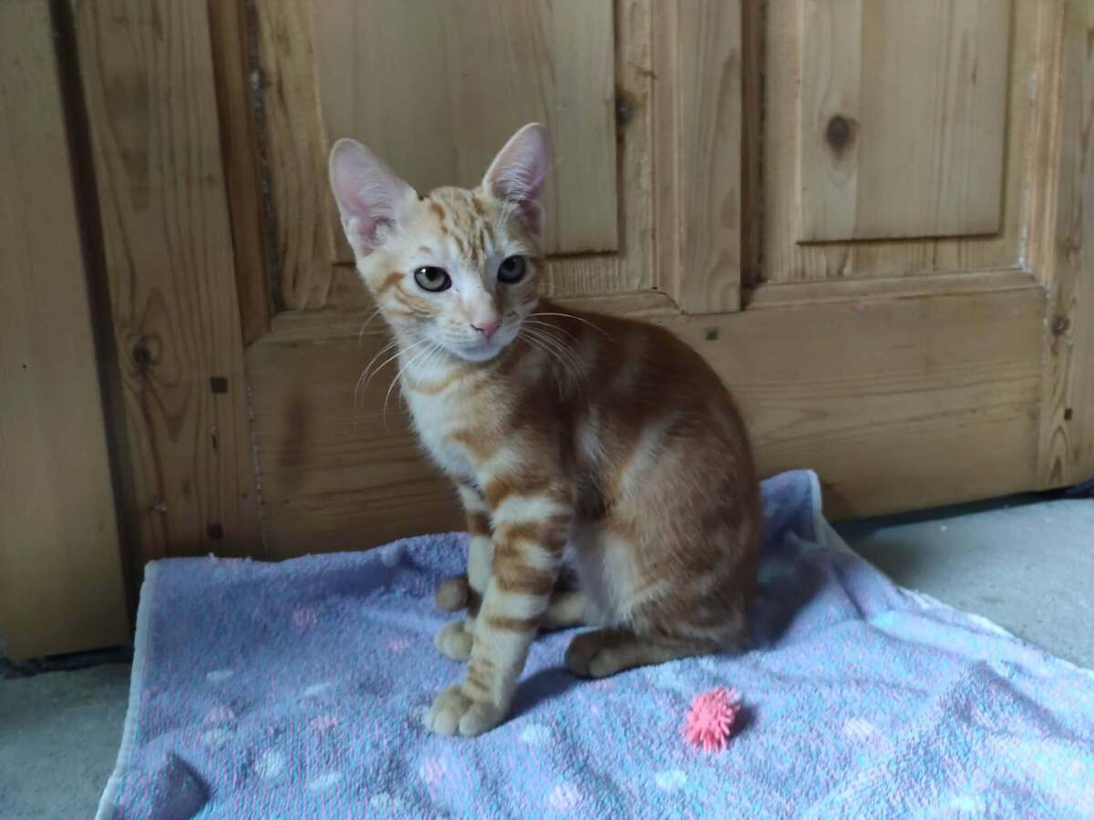 Adoption Birou