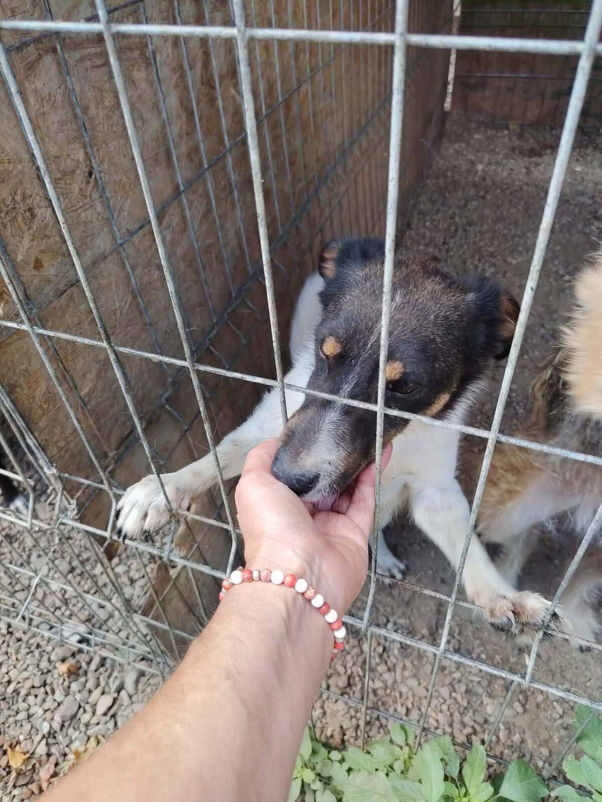 Adoption Kiwi