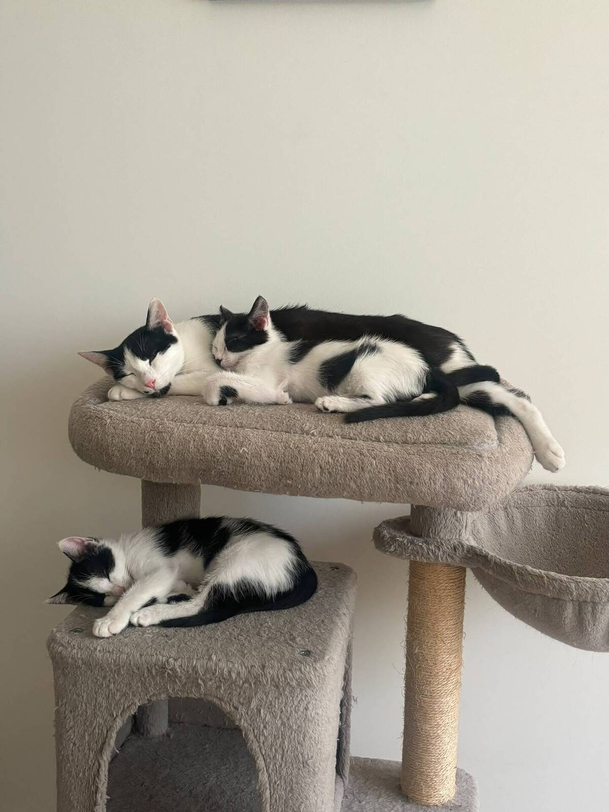 Adoption Moustic