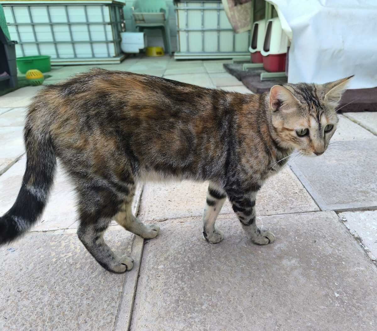 Adoption Sol