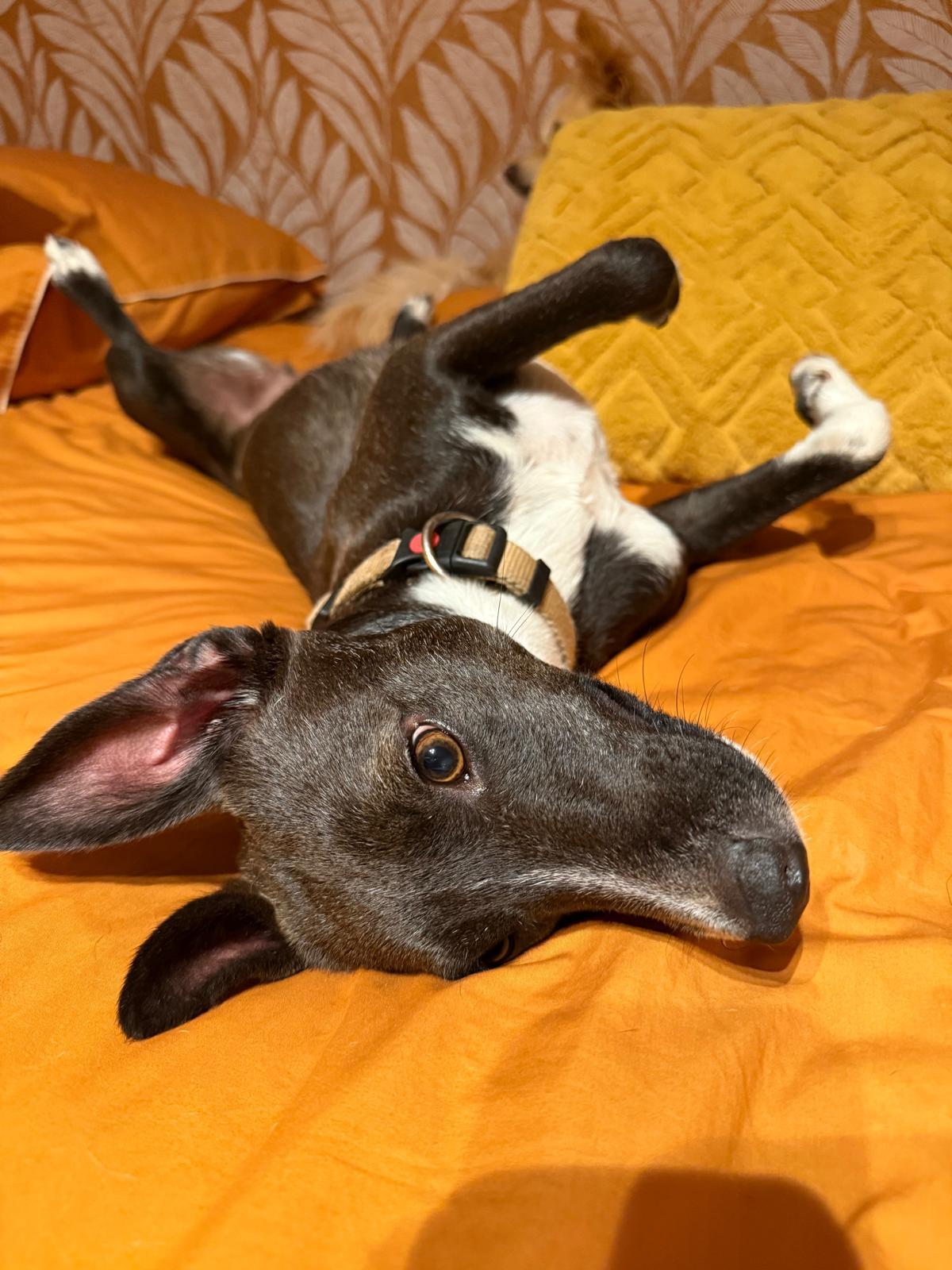 Adoption association PLUM