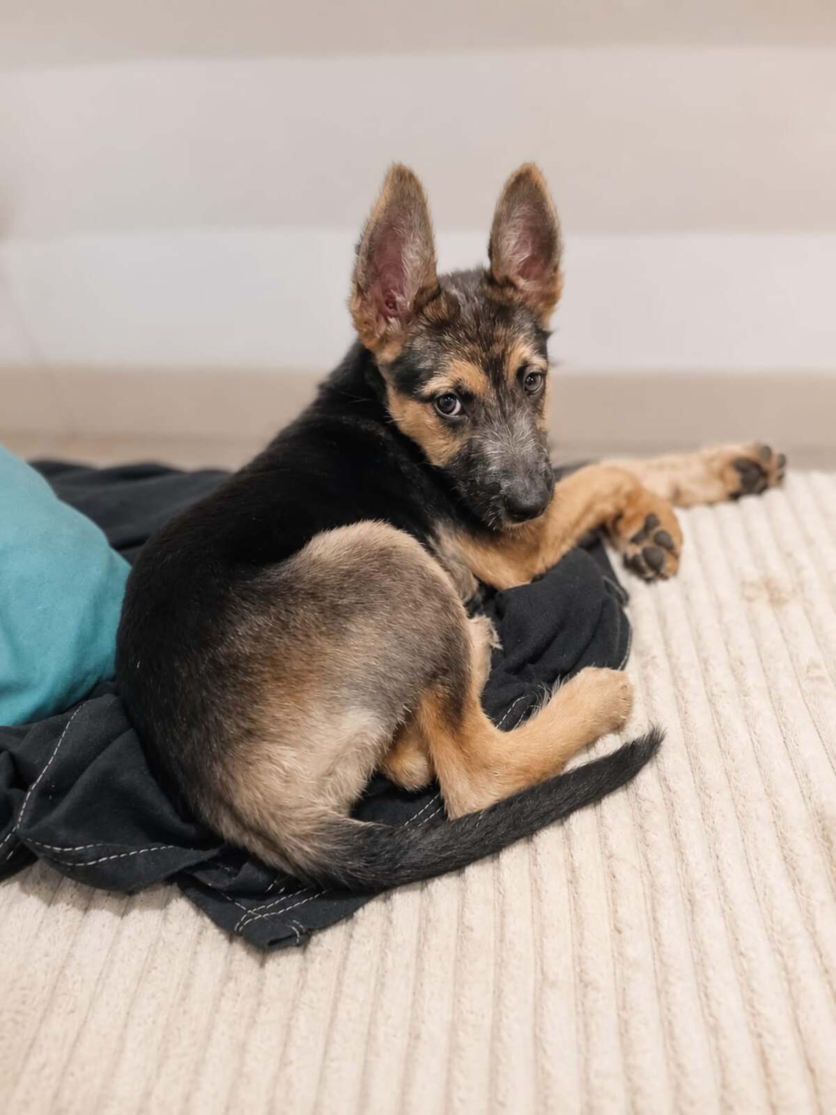 Adoption SUNNY