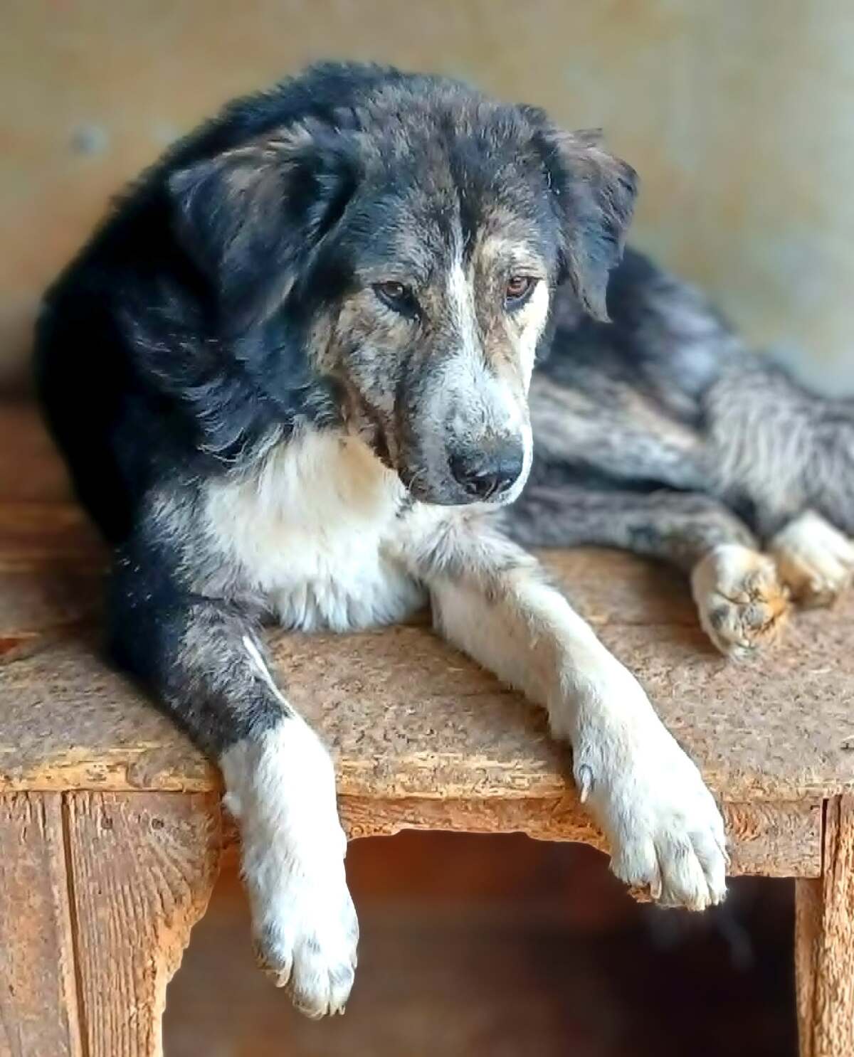 Adoption Majo