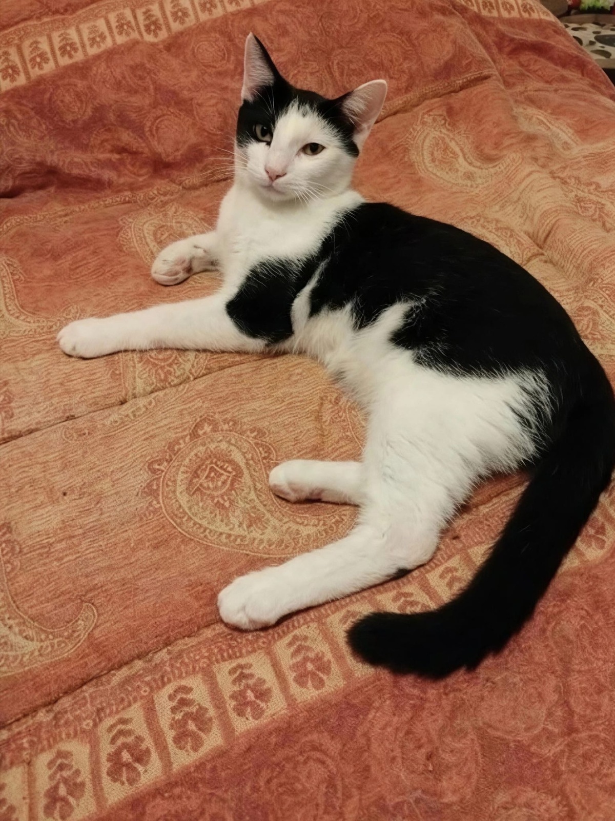 Adoption Boubou