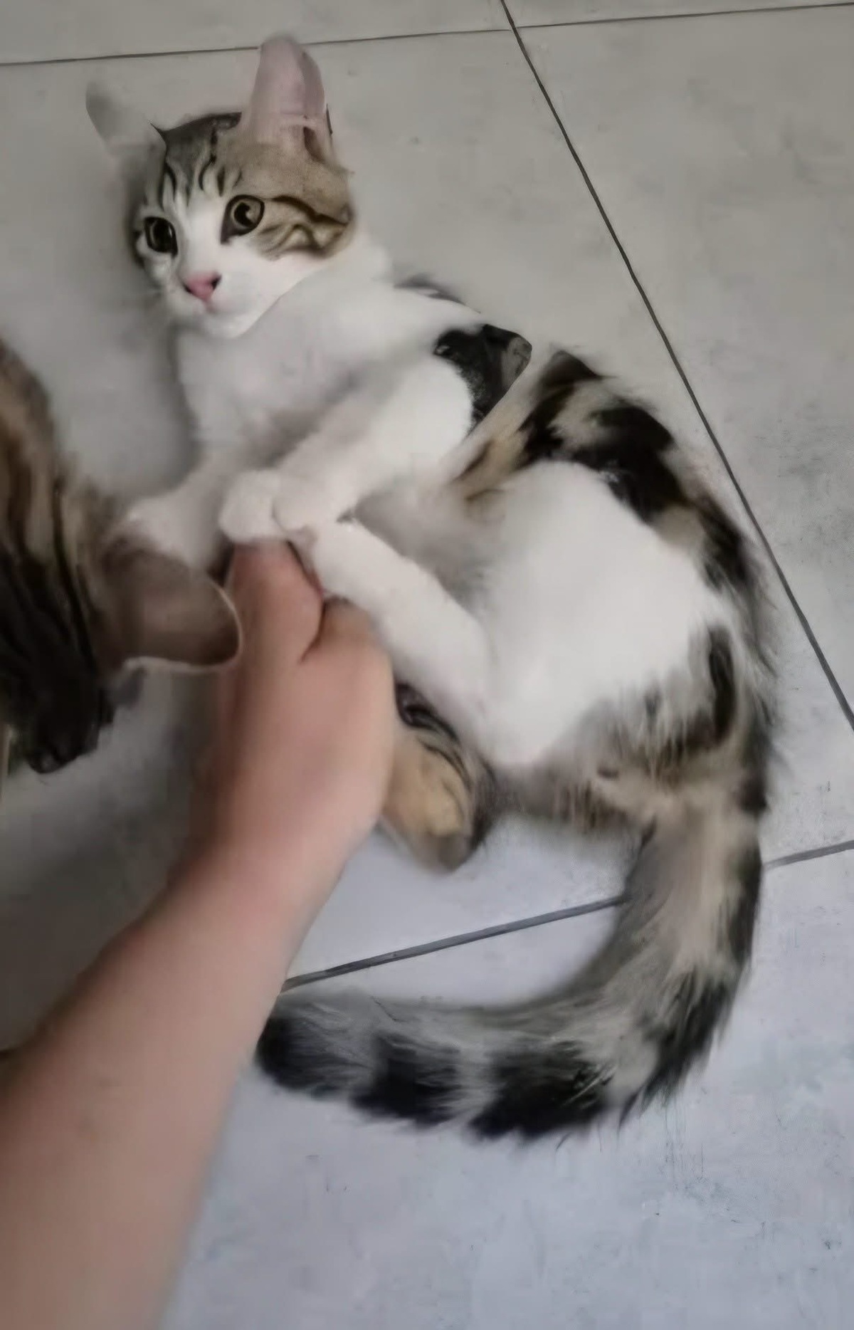 Adoption AZRIEL