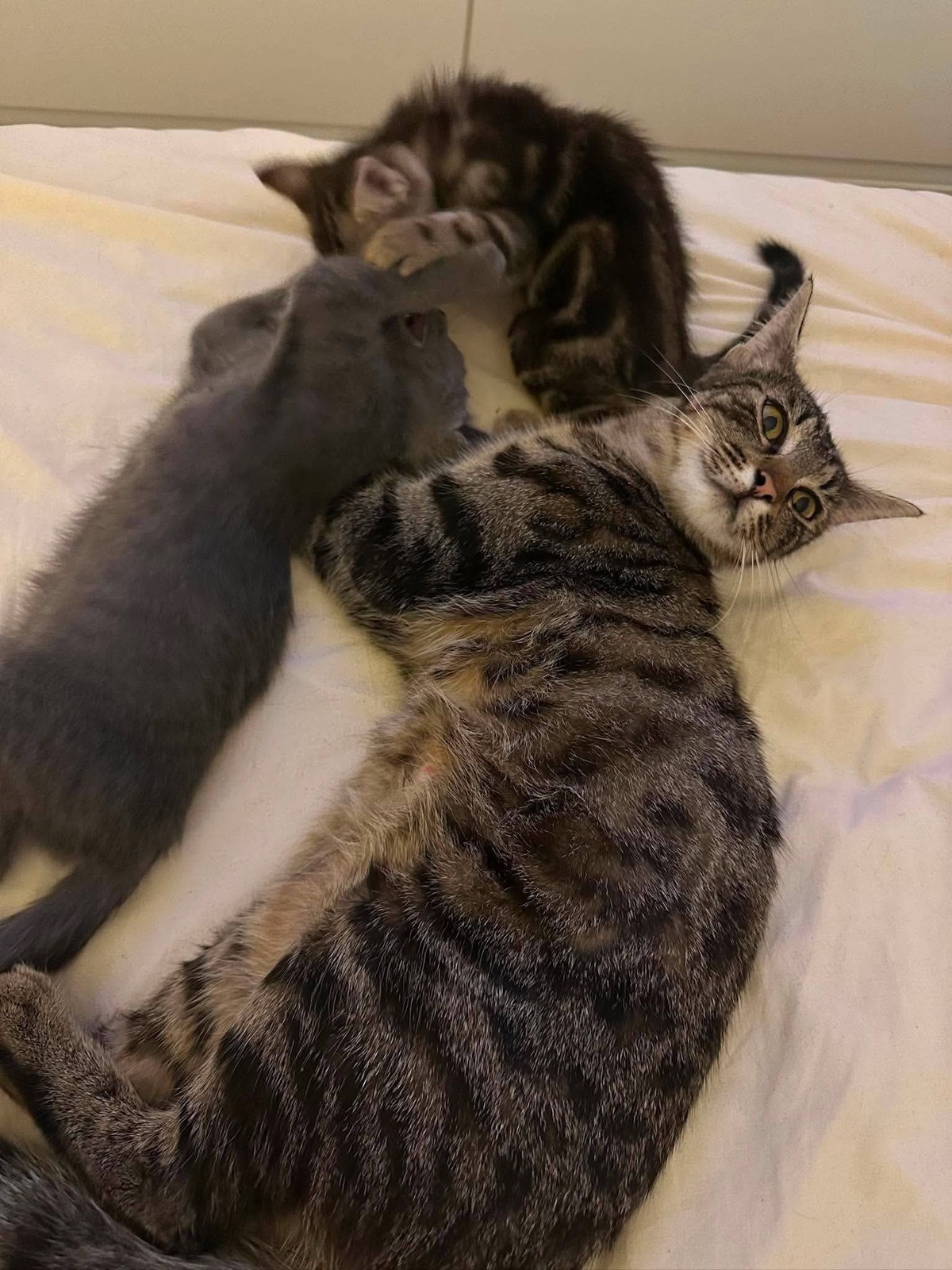Adoption Lola