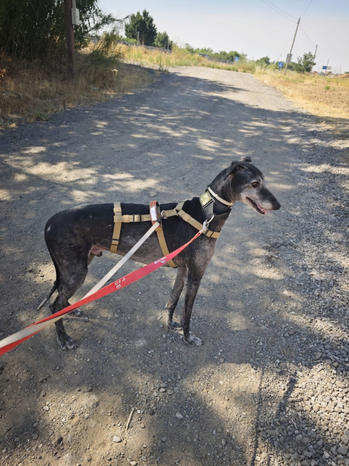 Adoption Mizu