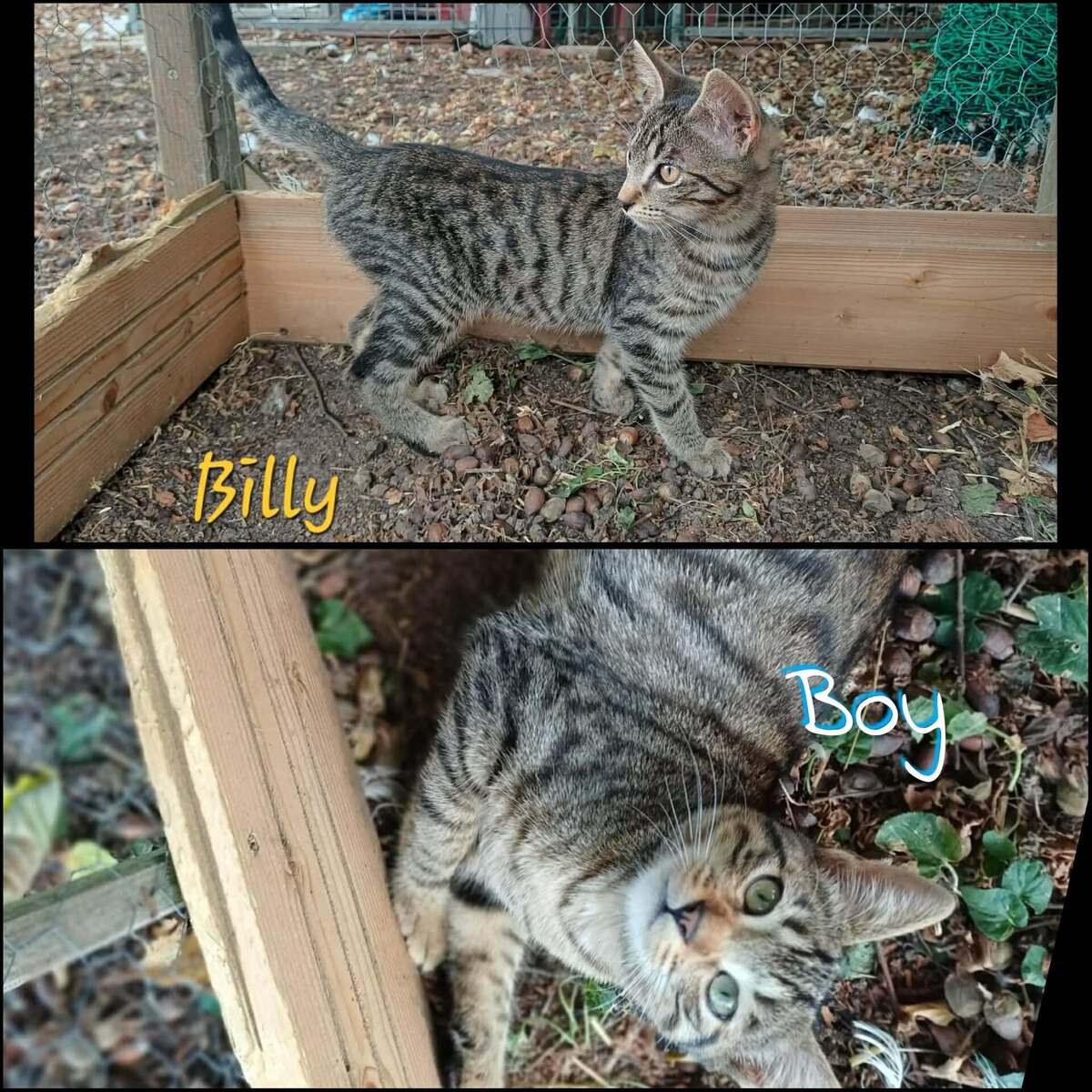 Adoption BILLY et BERENGERE