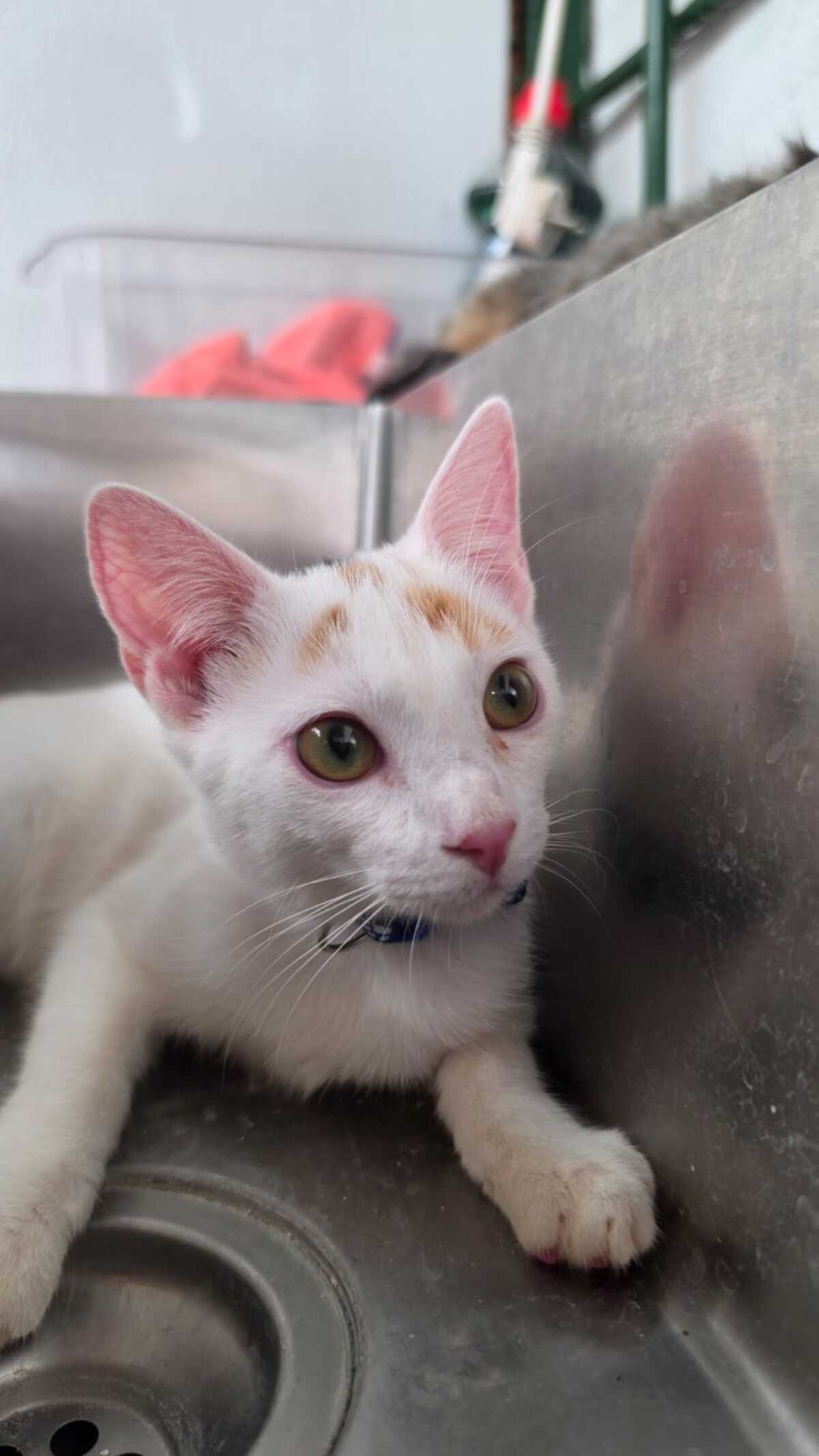 Adoption Nina