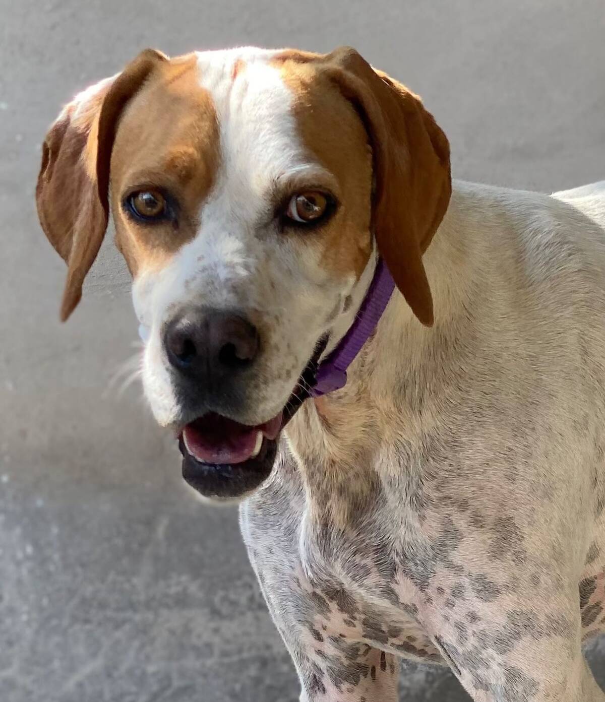 Adoption Ellie