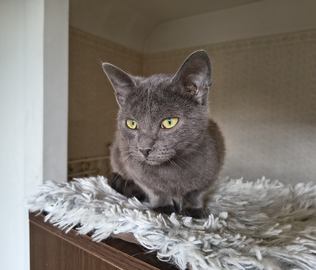 Adoption Val