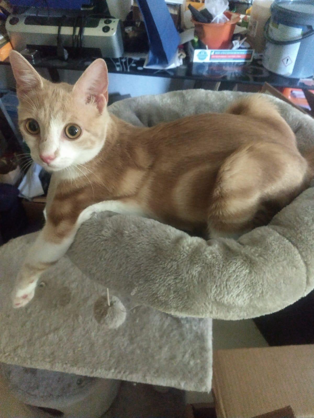 Adoption Banzaï