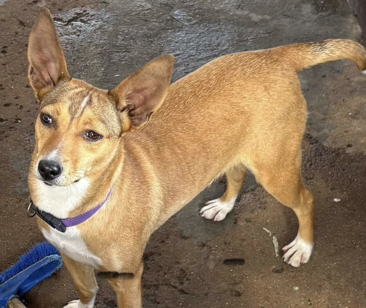 Adoption Stacy