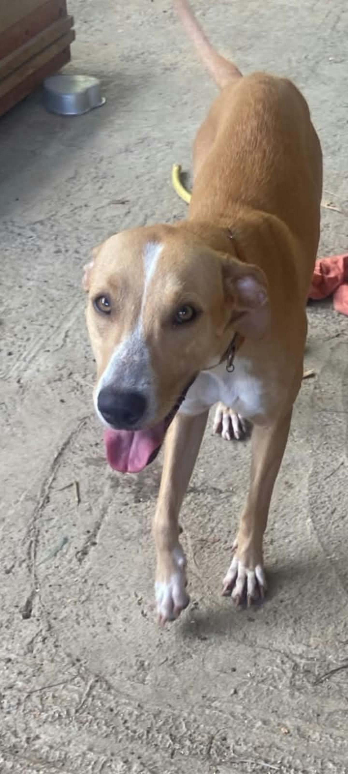 Adoption Zenna