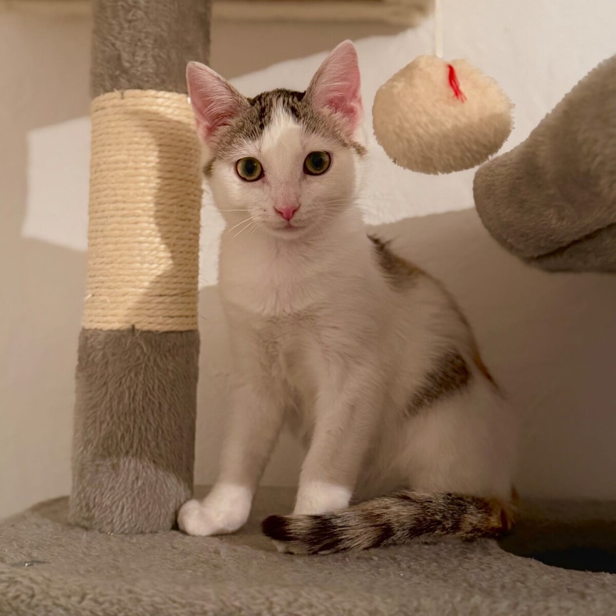 Adoption Luna