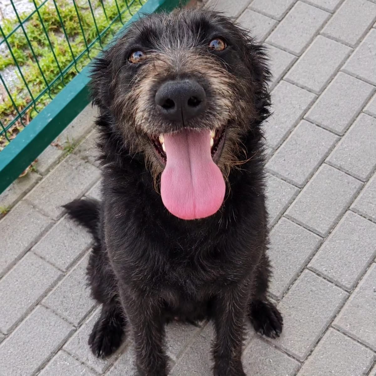 Adoption Amora