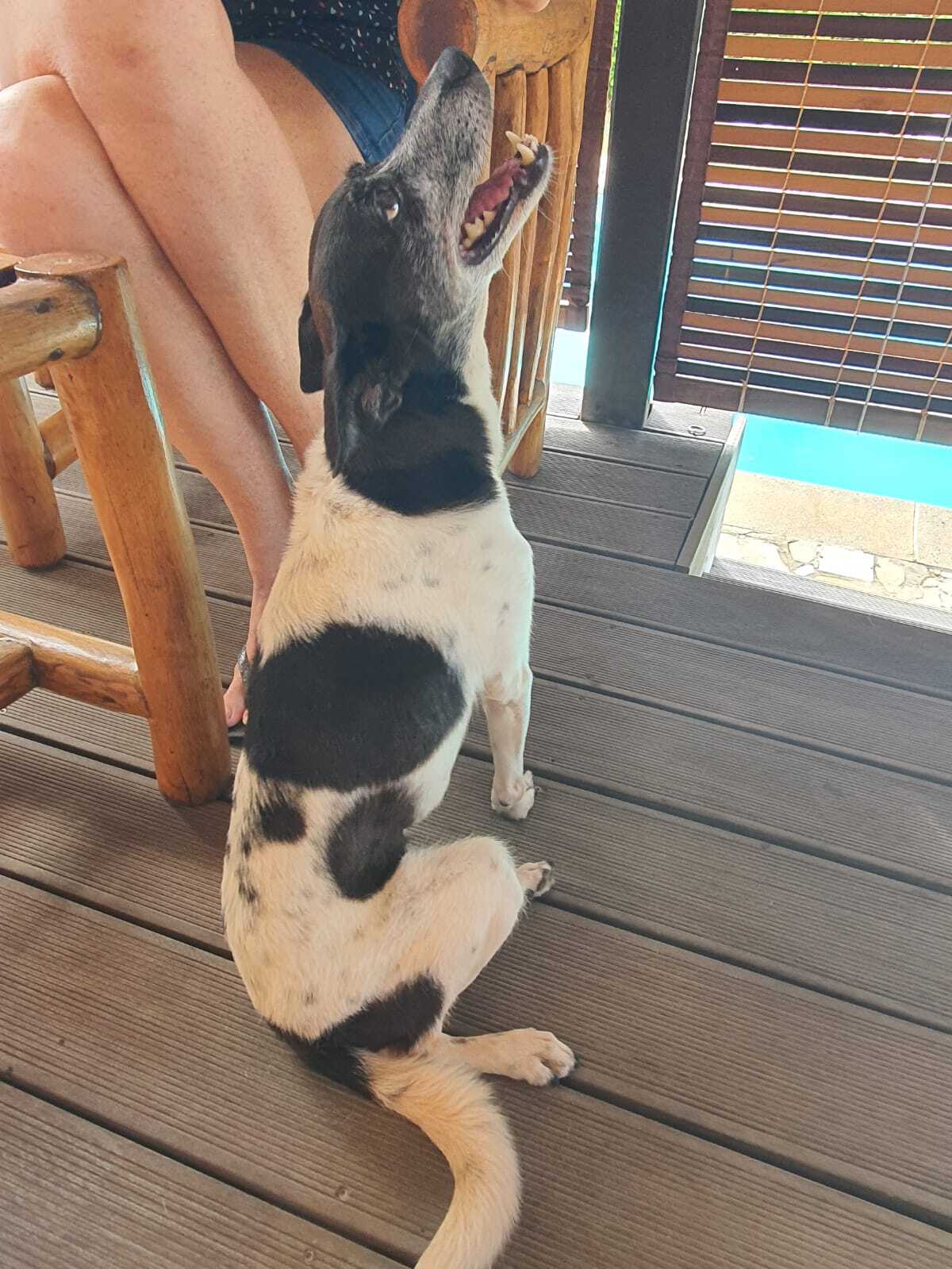 Adoption Parrafine