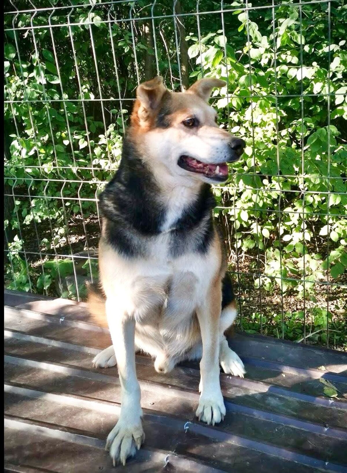 Adoption Tommy