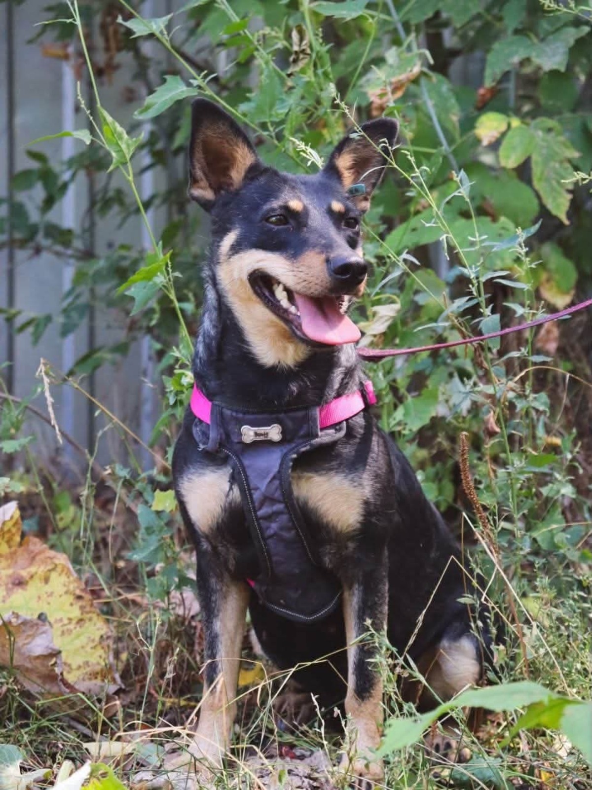 Adoption Sharlota