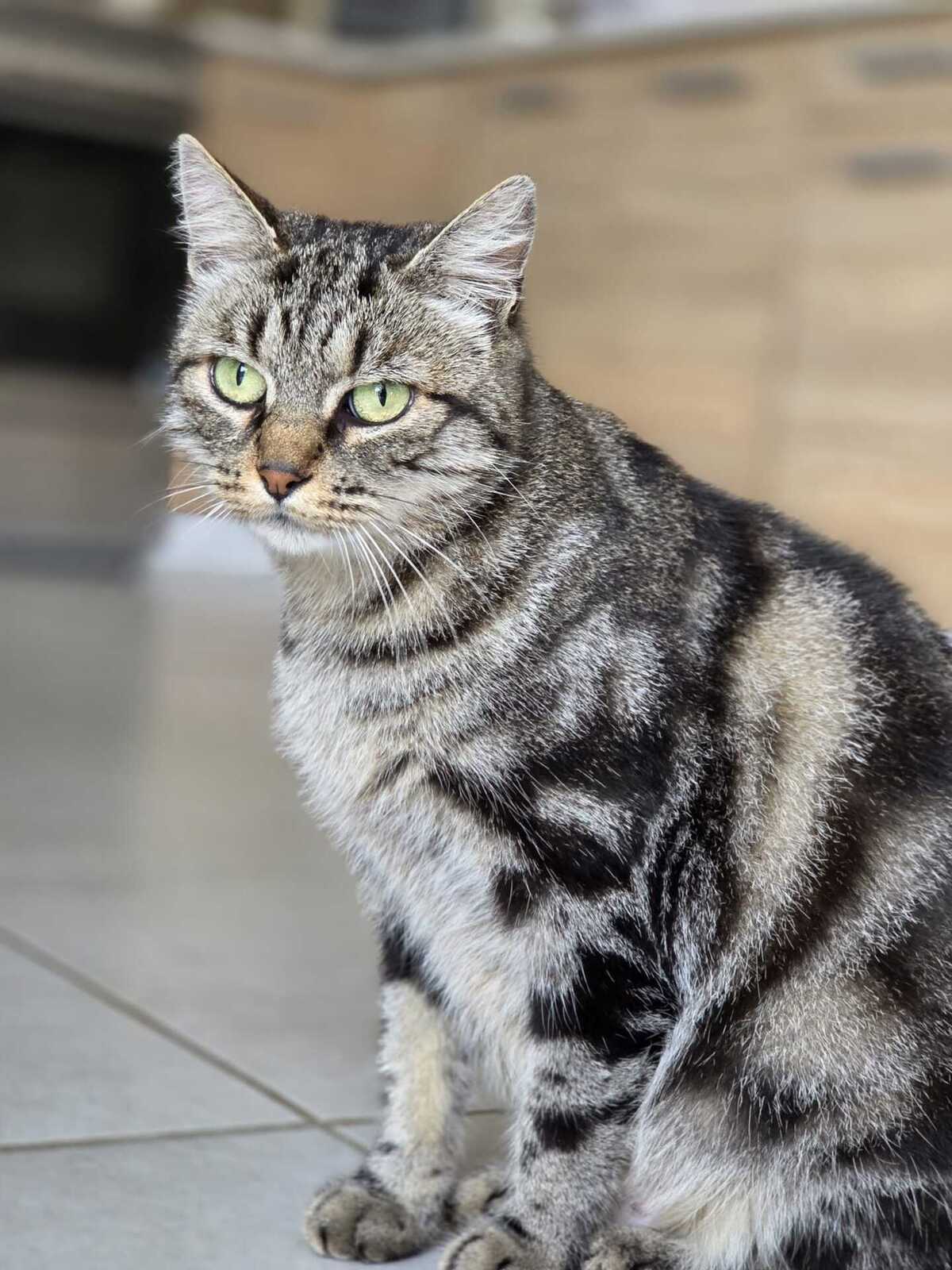 Adoption Bryony