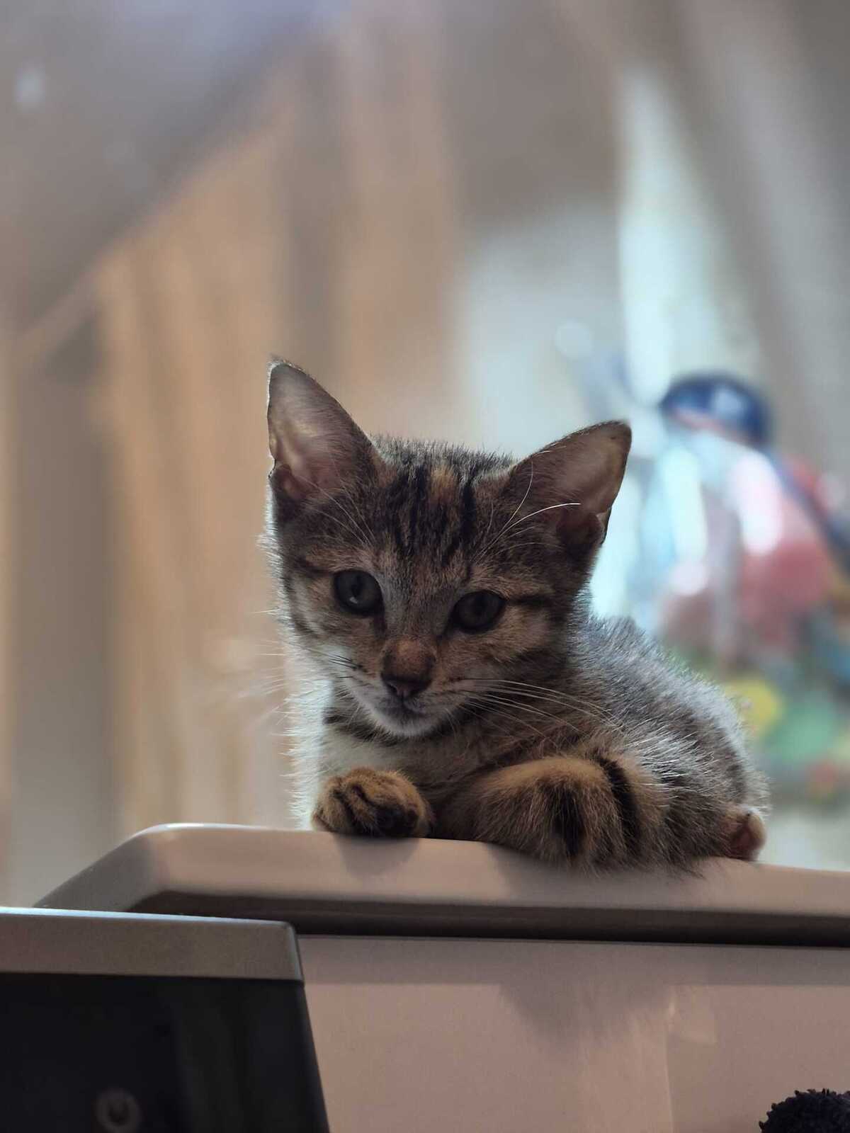 Adoption Jane