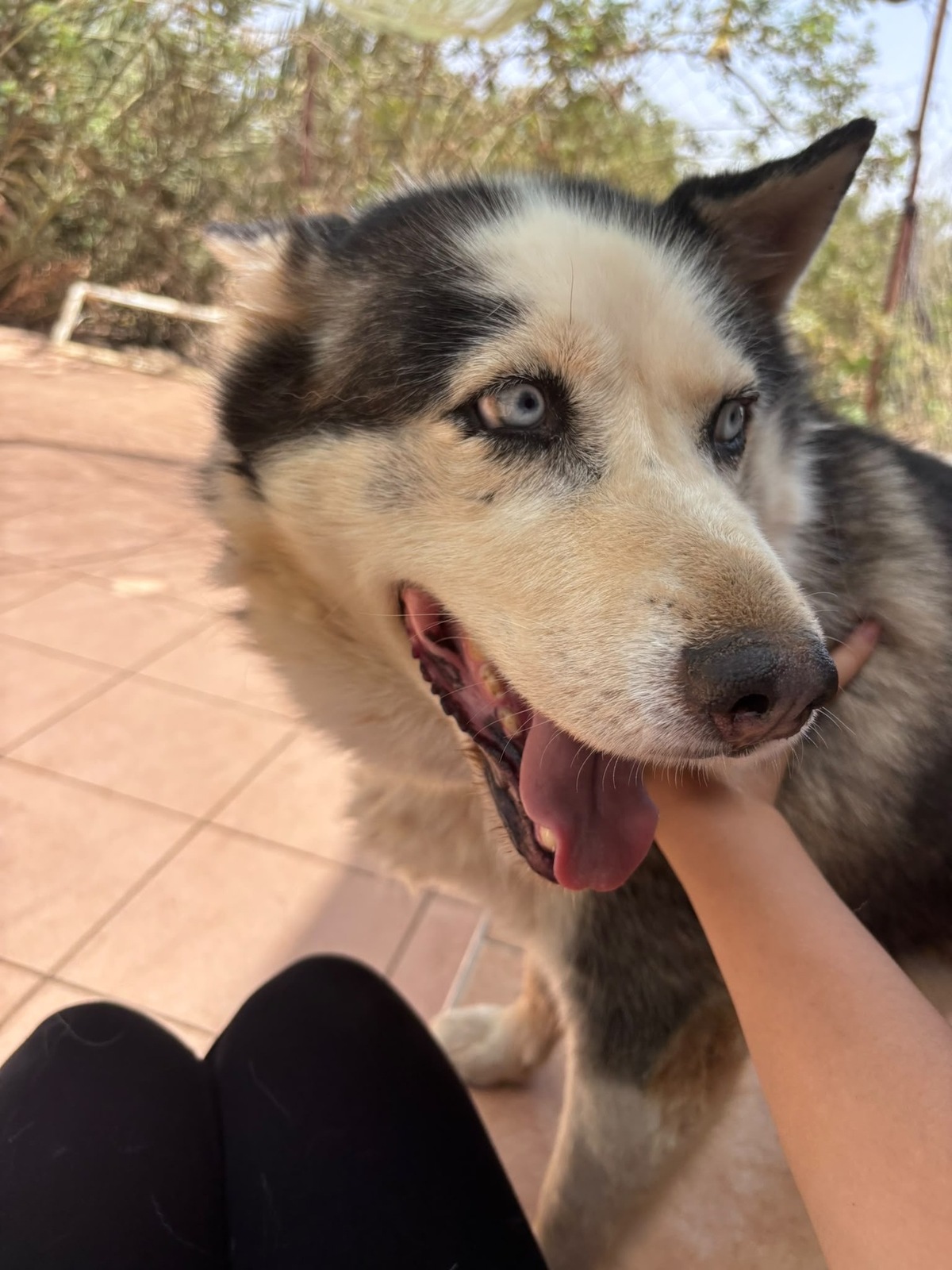 Adoption Leon