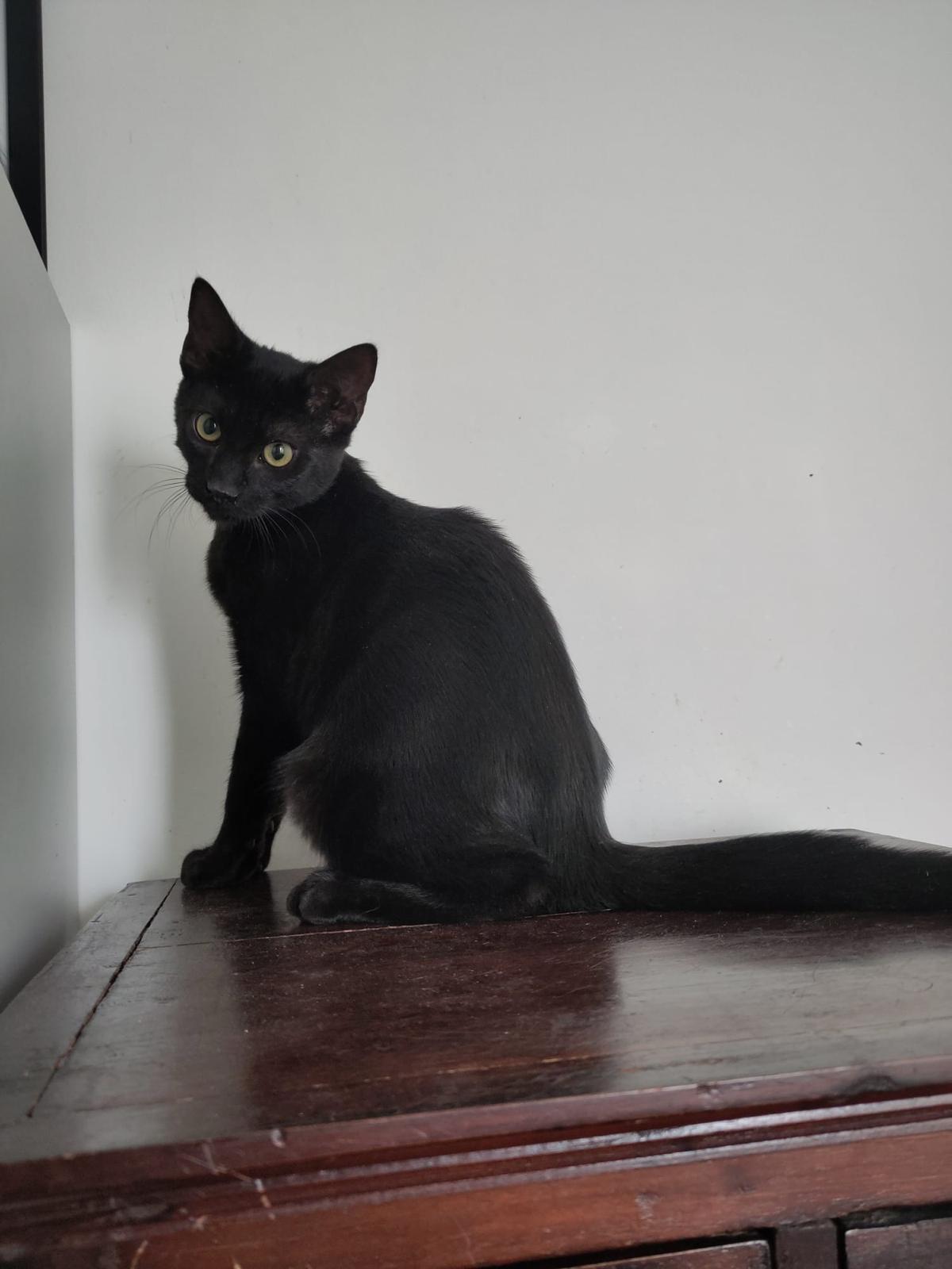 Adoption Dallas