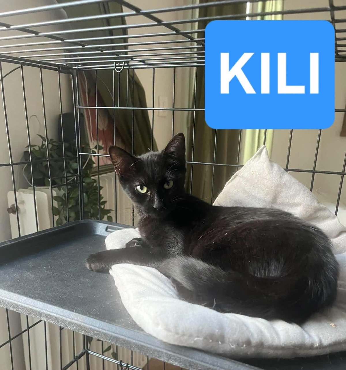 Adoption Carrie et Kili 