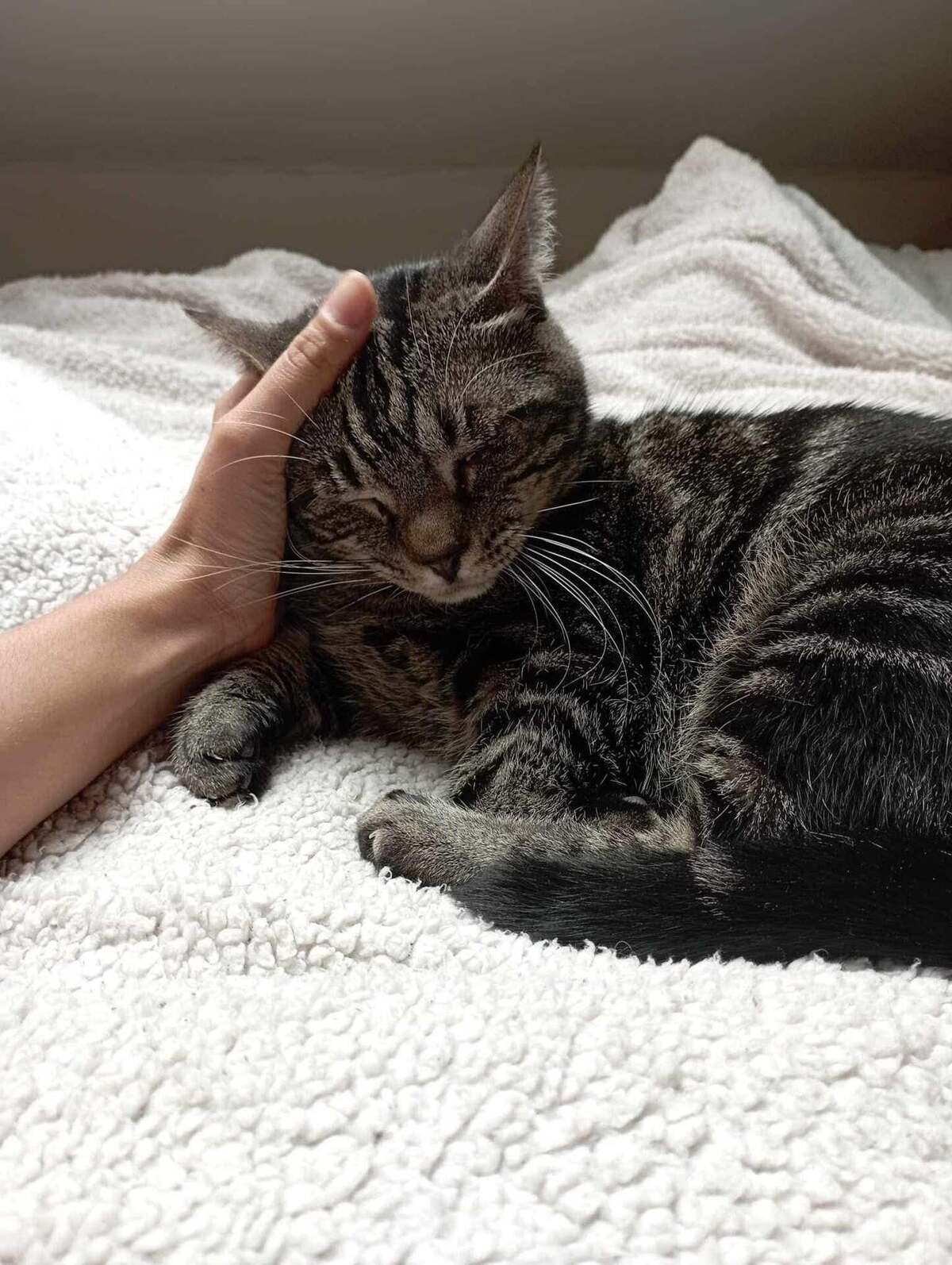 Adoption Clyde