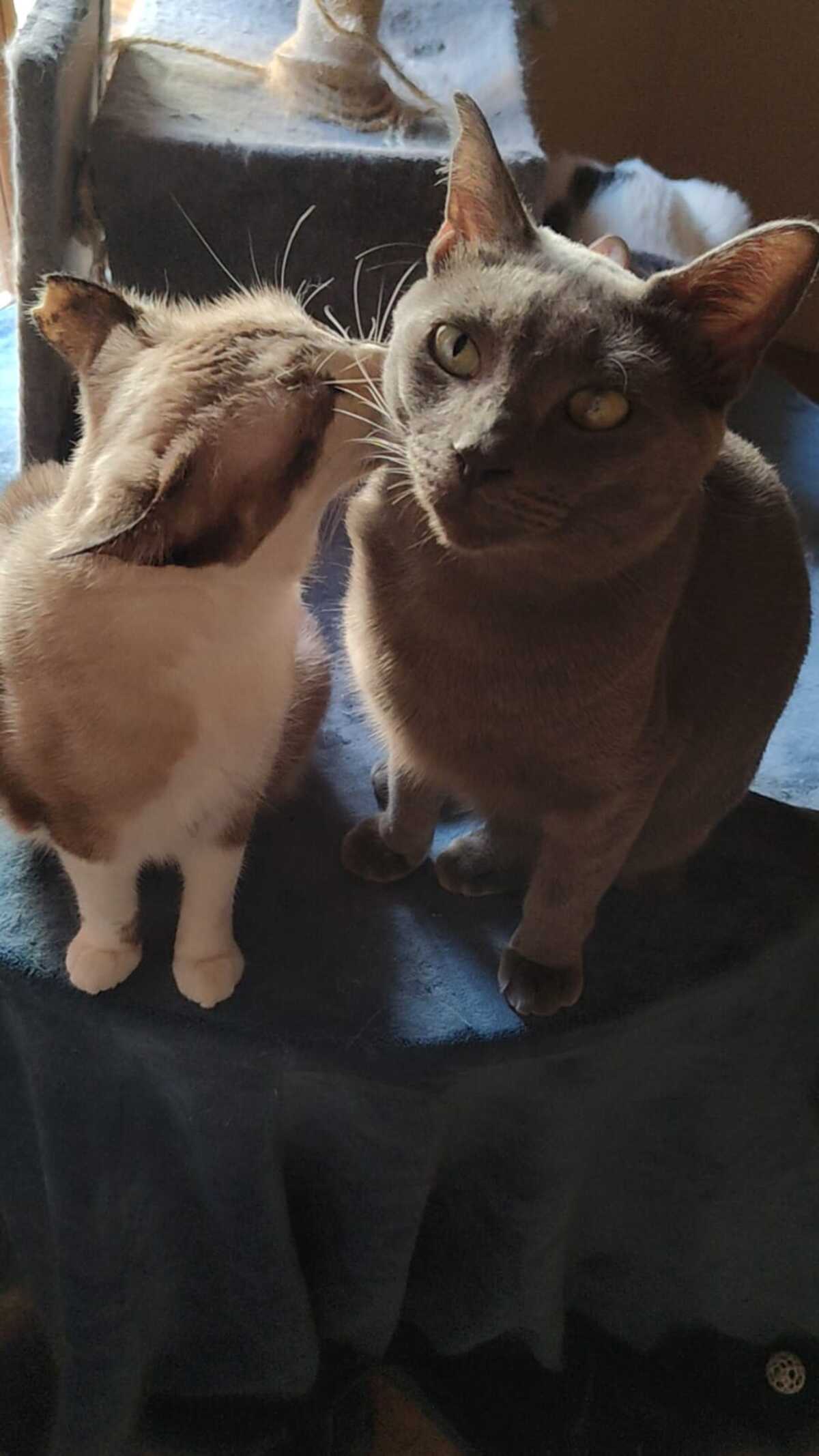 Adoption Lio
