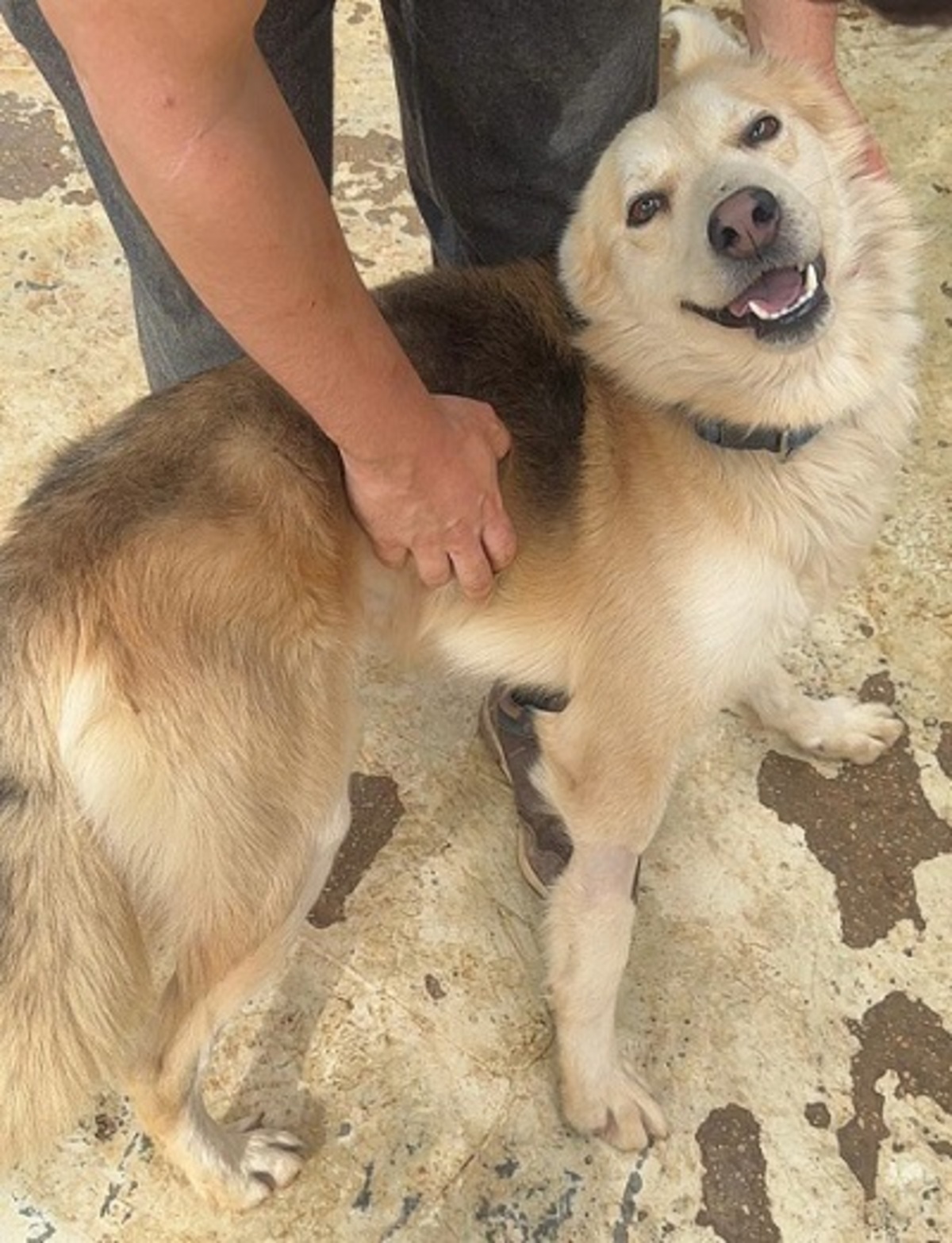 Adoption Cumpa