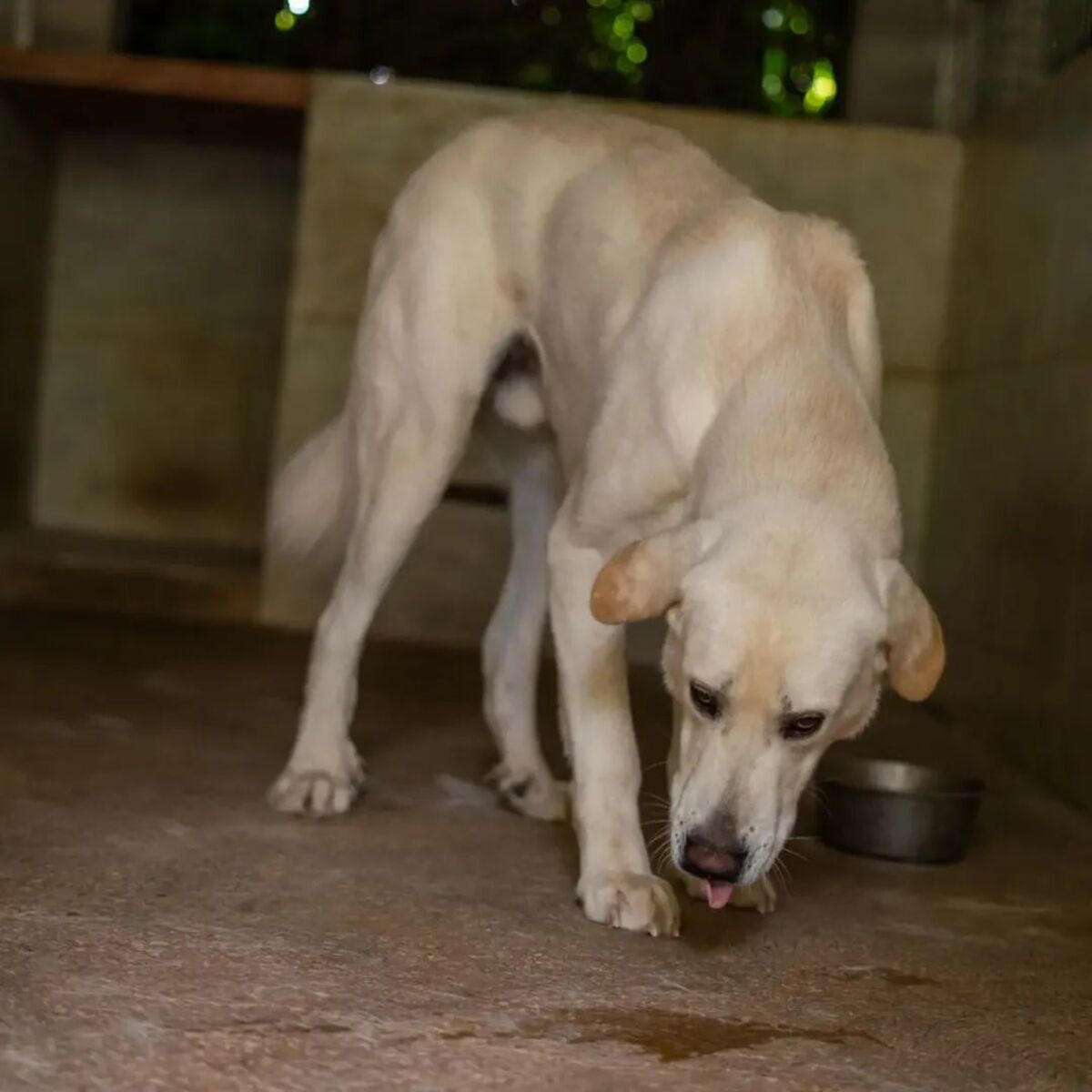 Adoption Fito