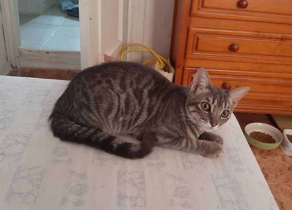 Adoption Olive