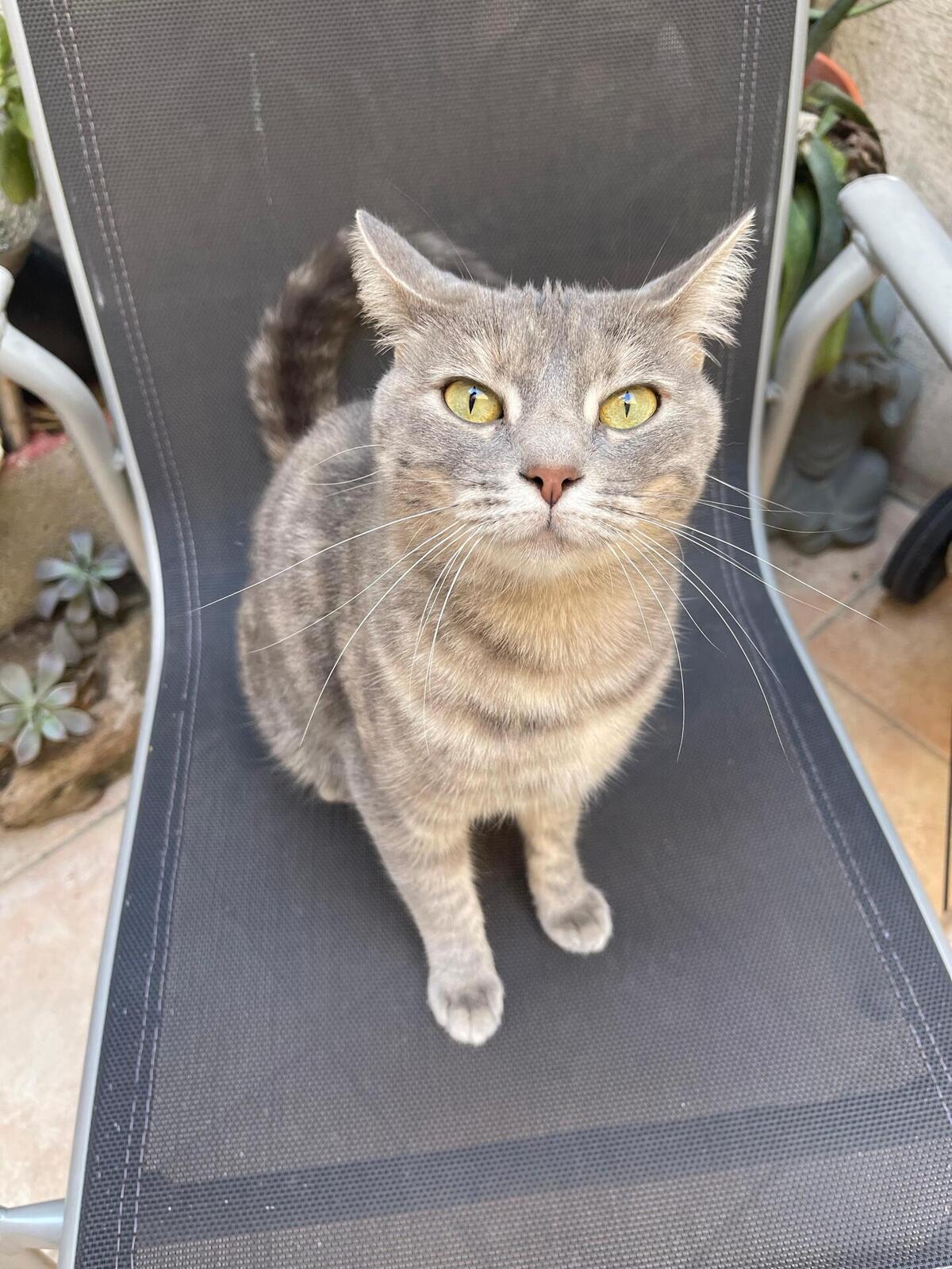 Adoption Tulipe
