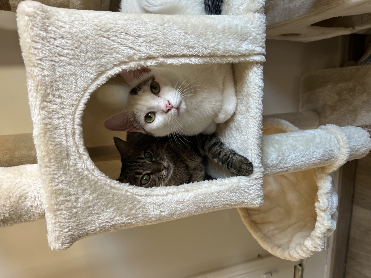 Adoption Pippa et Arlo