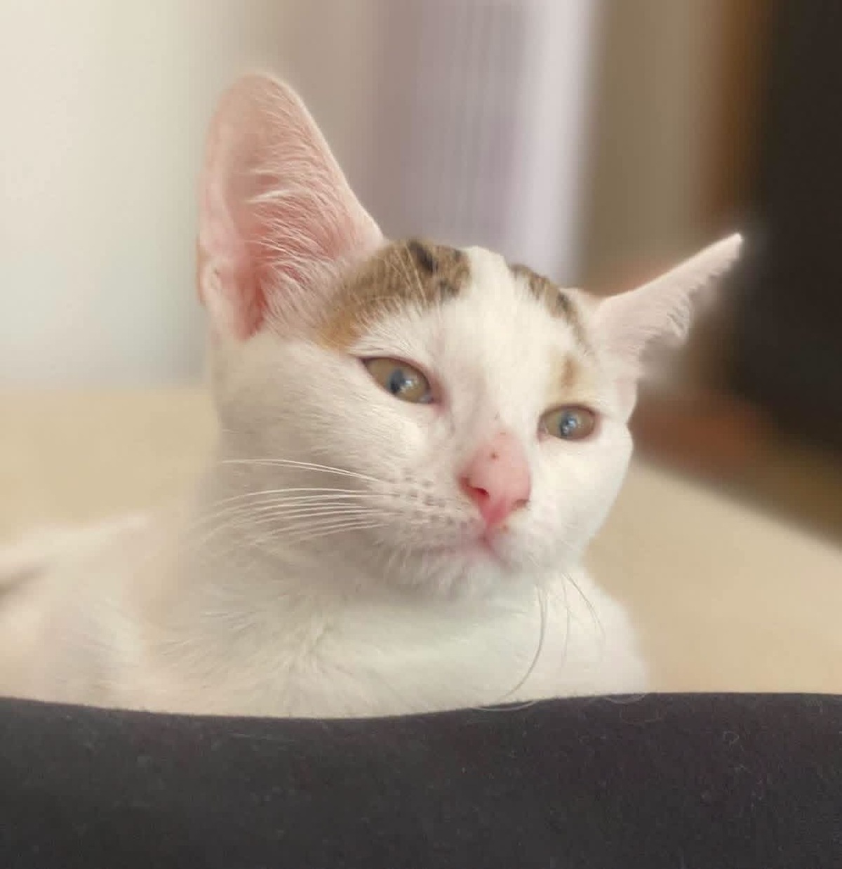 Adoption Kusmi 