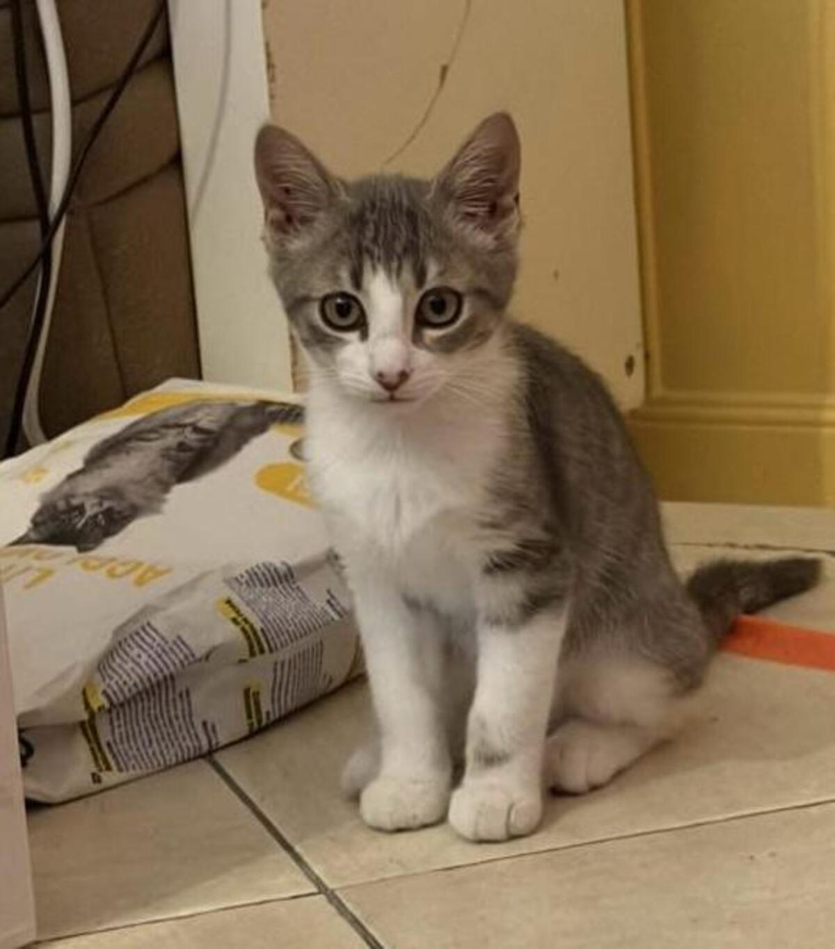Adoption Jinx