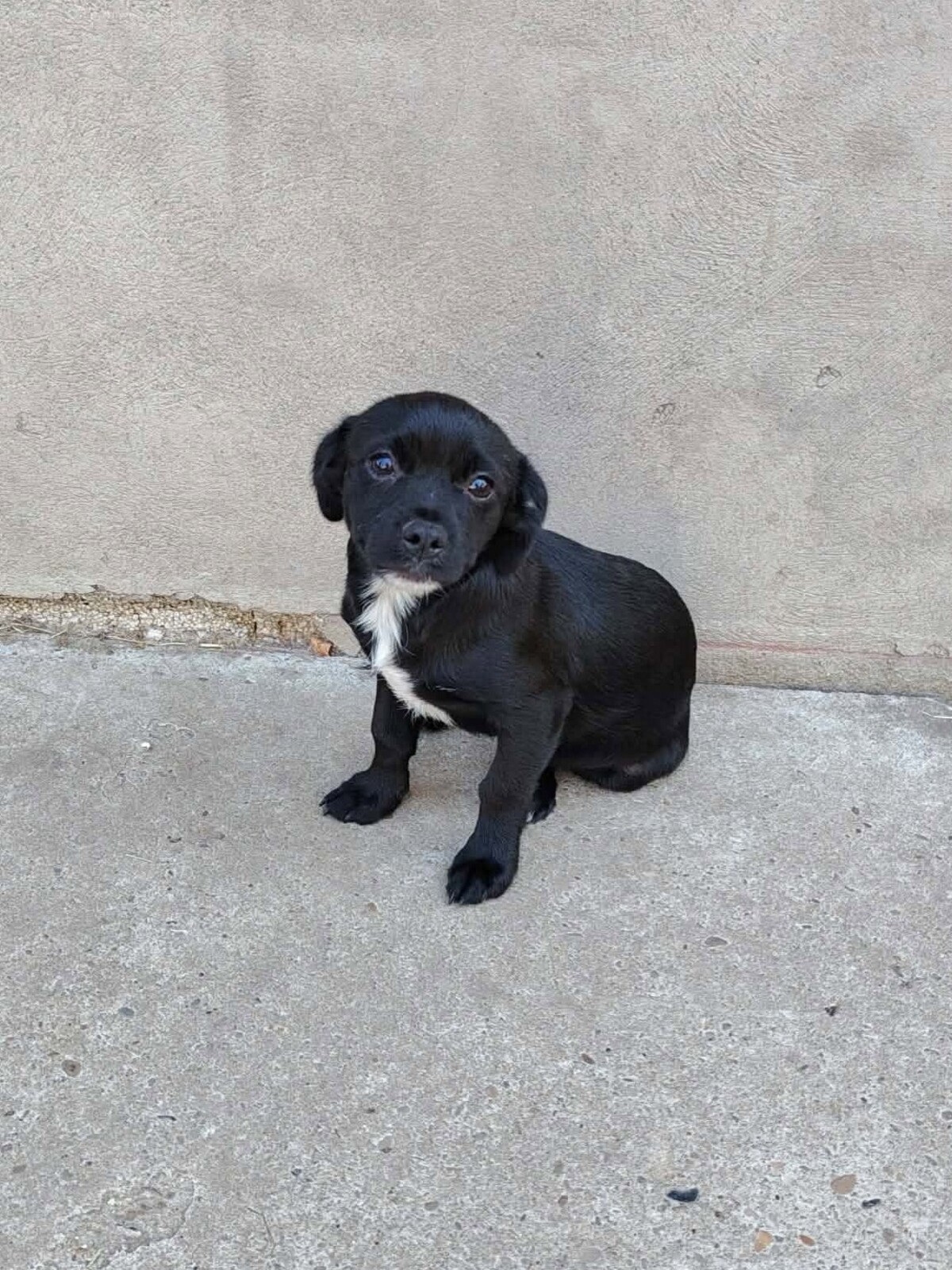 Adoption Oreo