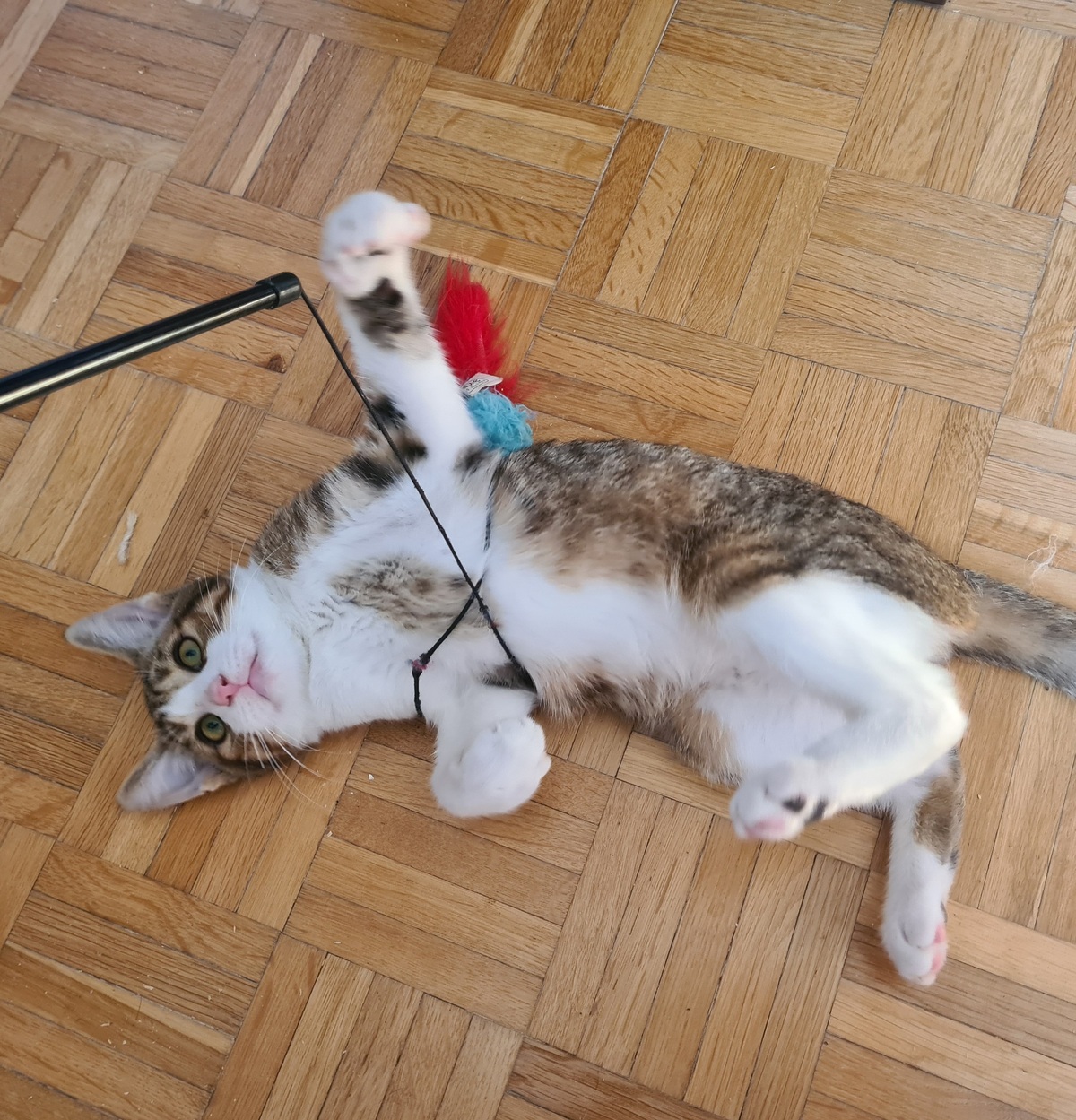 Adoption Rintintin