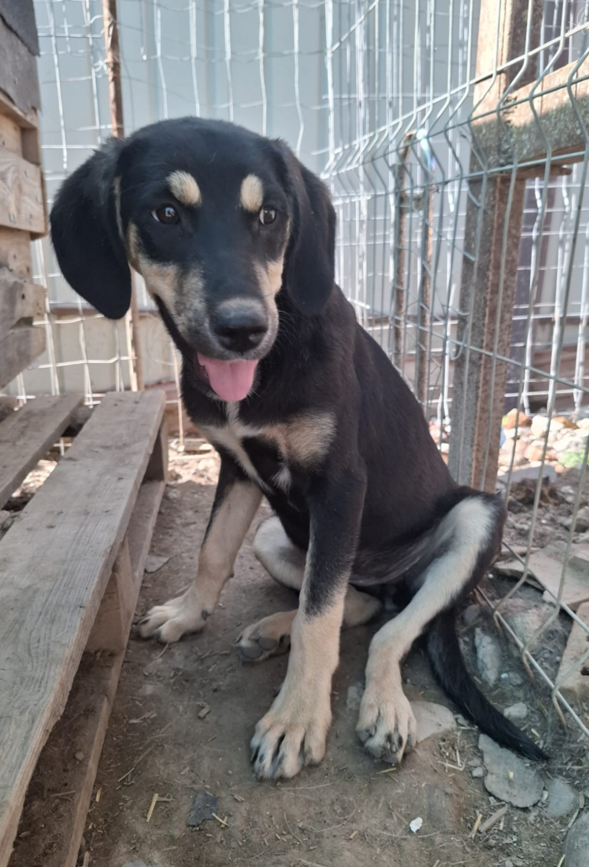 Adoption Indila
