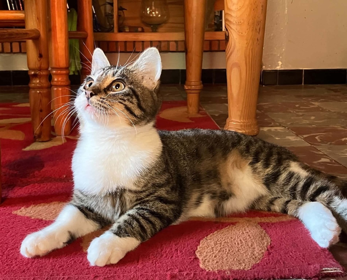Adoption Bordeaux 