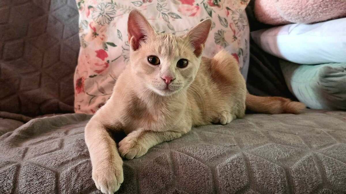 Adoption Tao et Osis