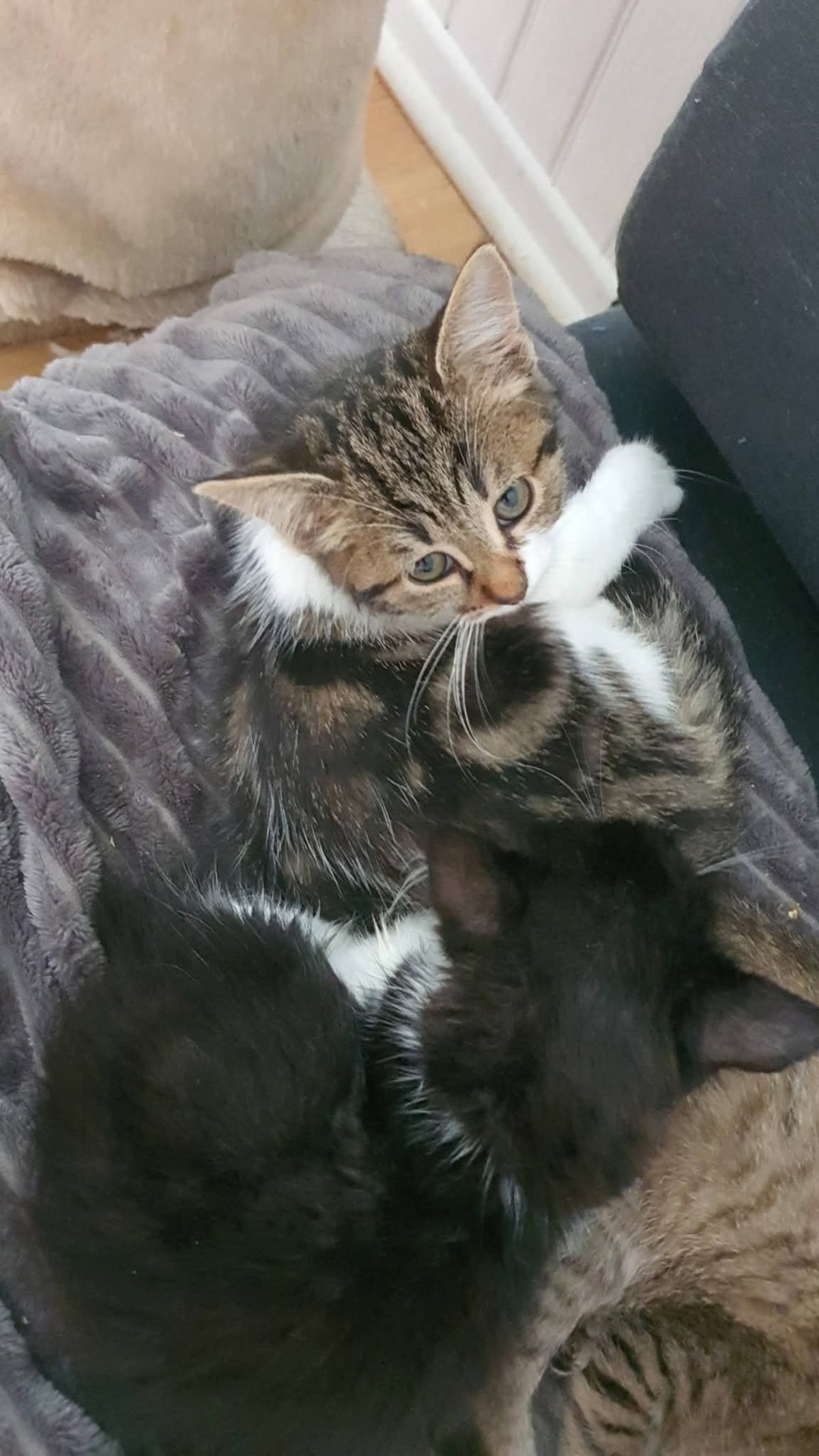 Adoption Bulle