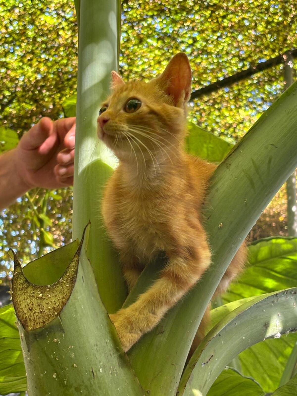 Adoption Bohème 