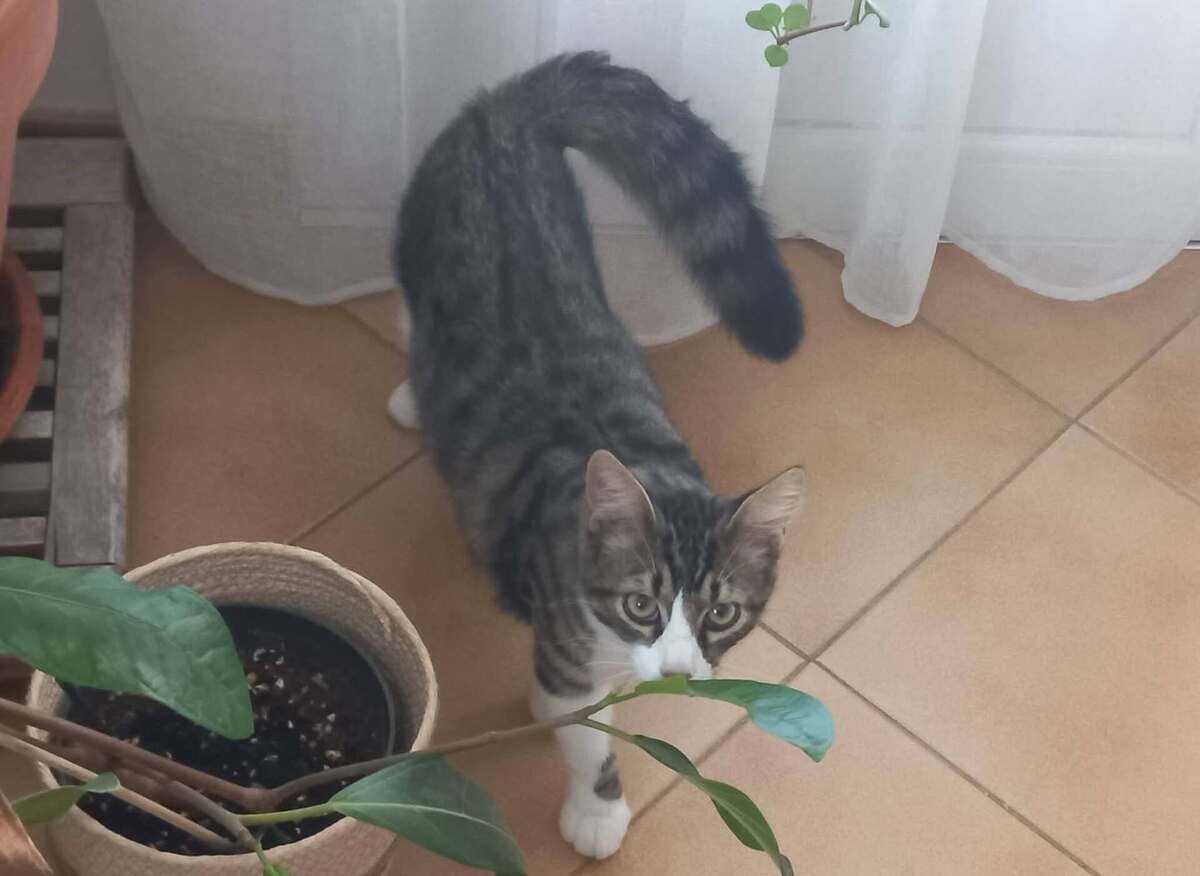 Adoption Odin & Olympe