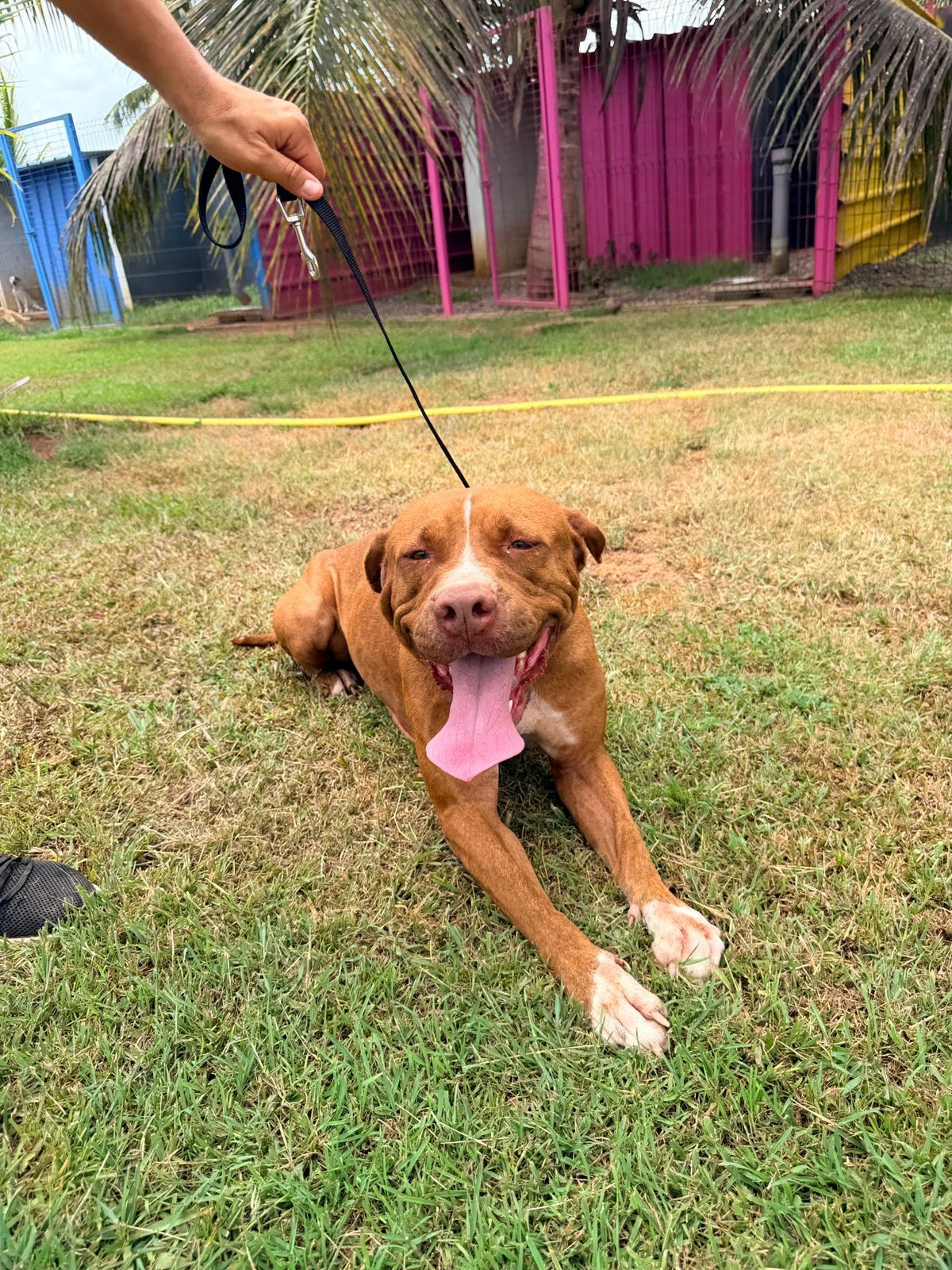 Adoption Starlett