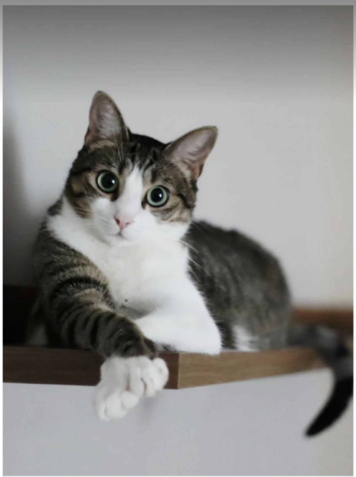 Adoption Maya