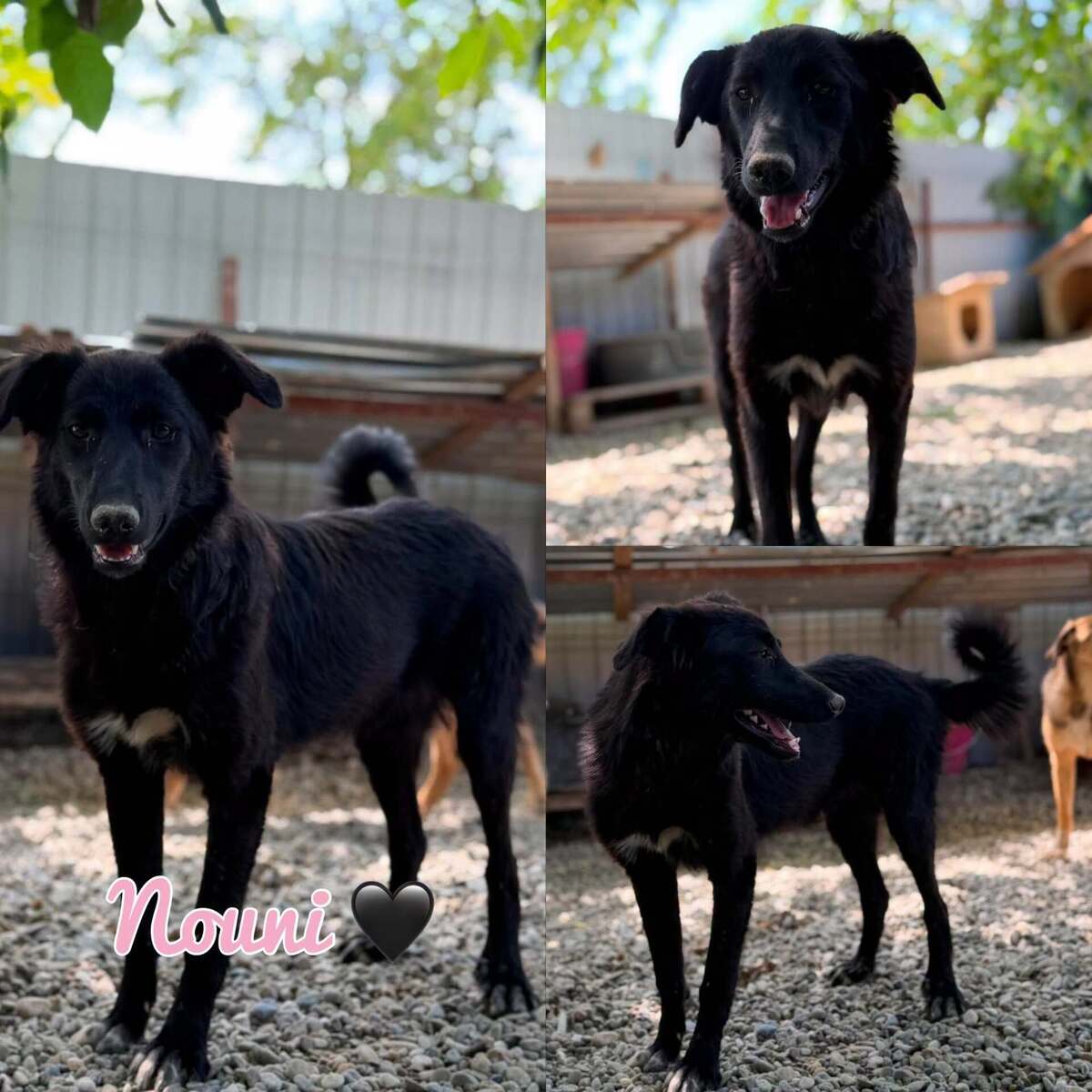 Adoption Nouni