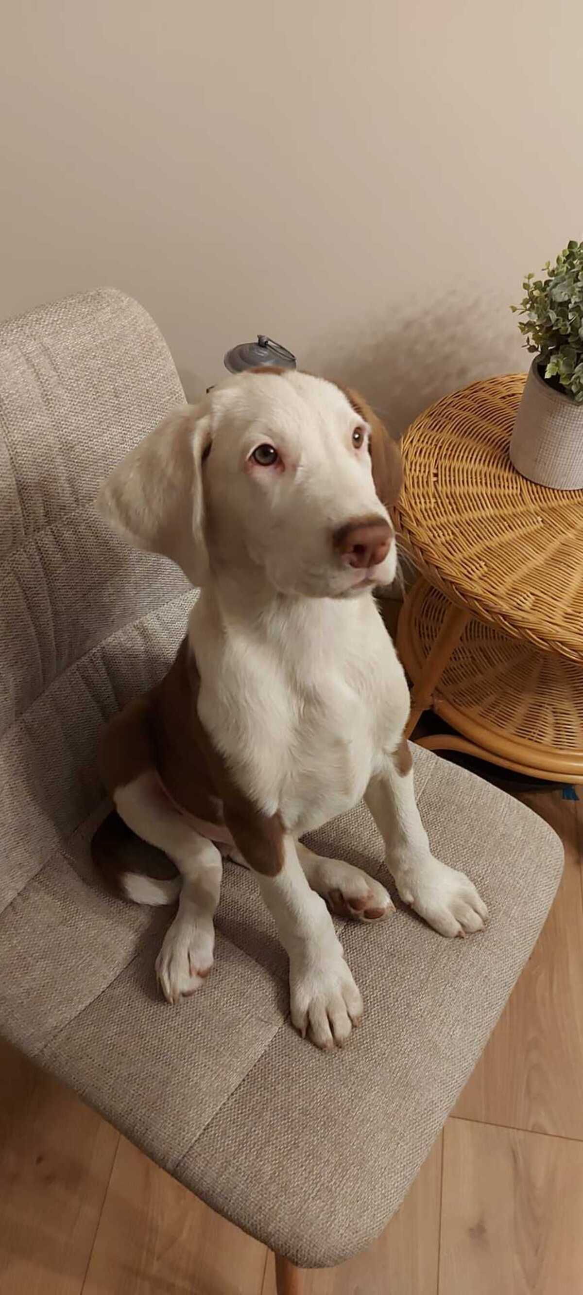 Adoption Asko