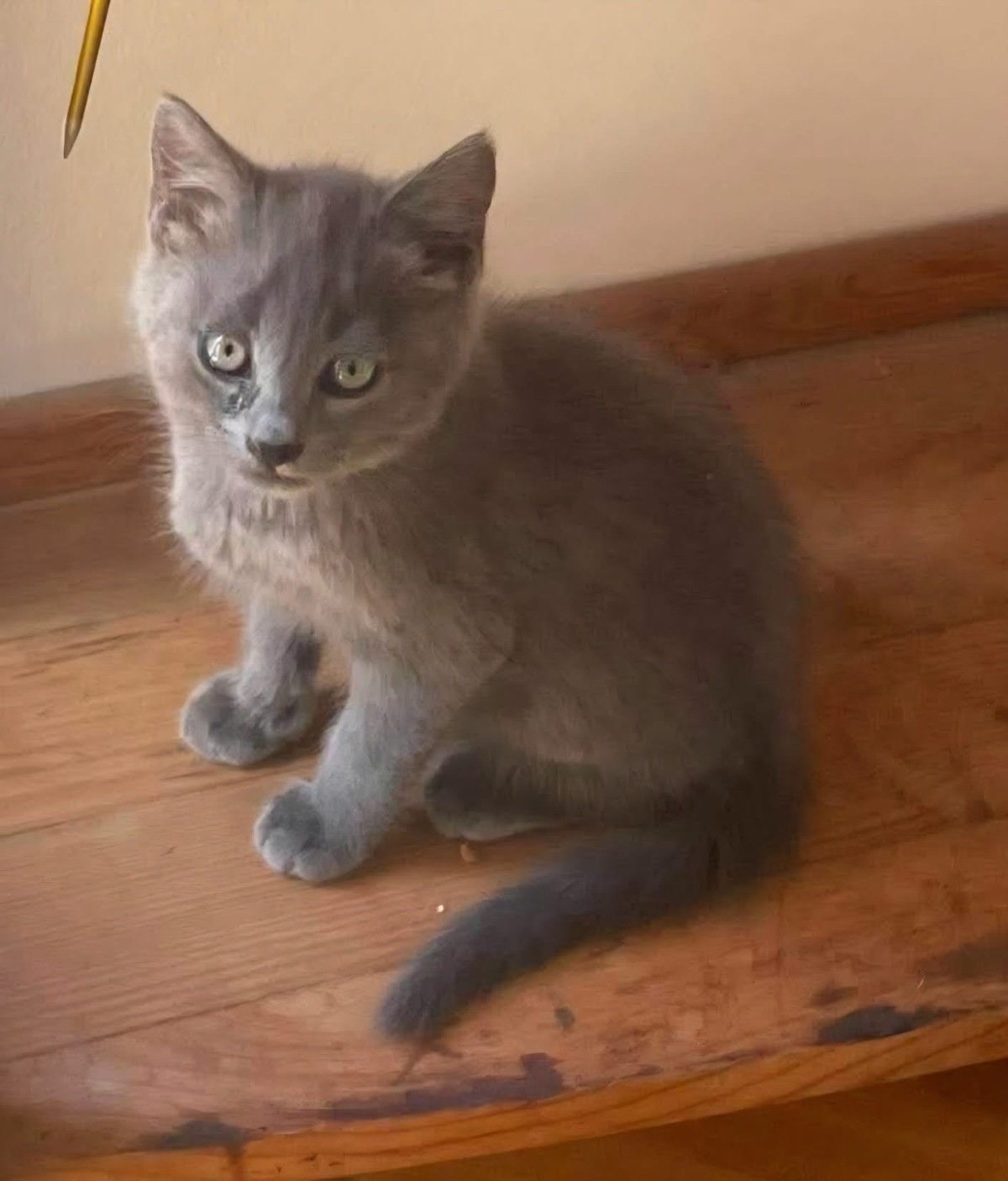 Adoption WINGU